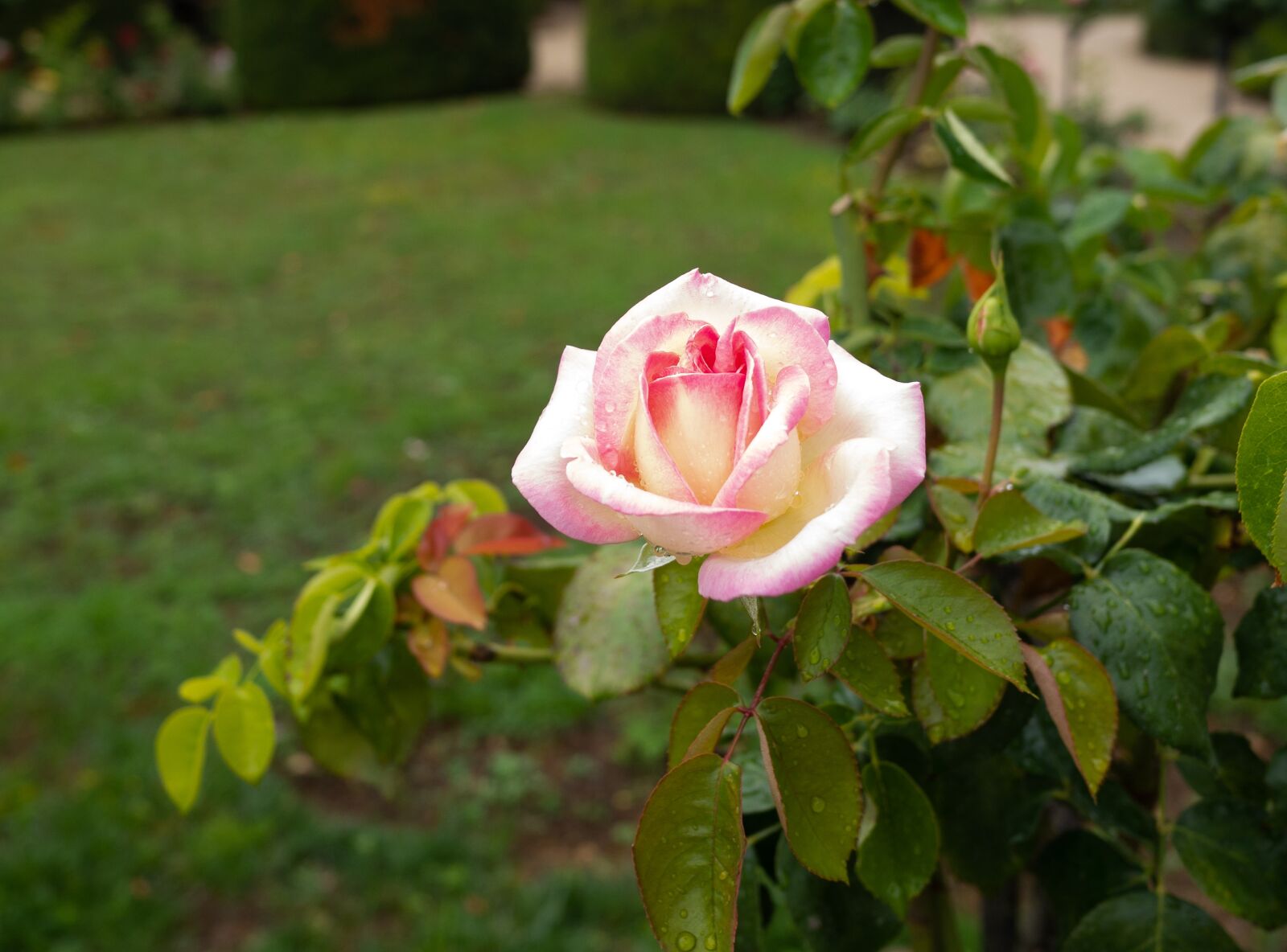 Panasonic Lumix DMC-G6 + LEICA DG SUMMILUX 15/F1.7 sample photo. Rose, garden, blossom photography