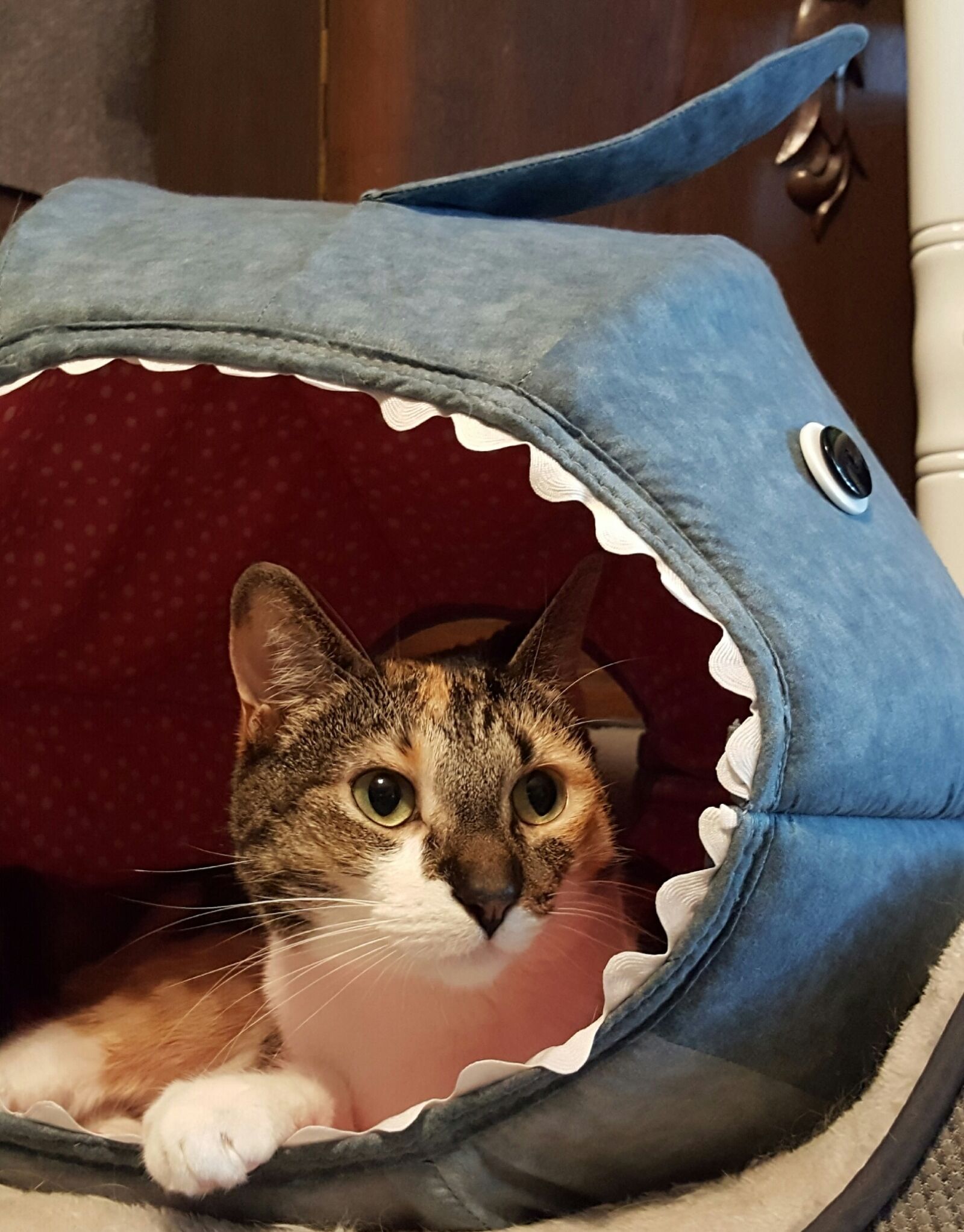 Samsung Galaxy S6 sample photo. Cat, pets, calico photography