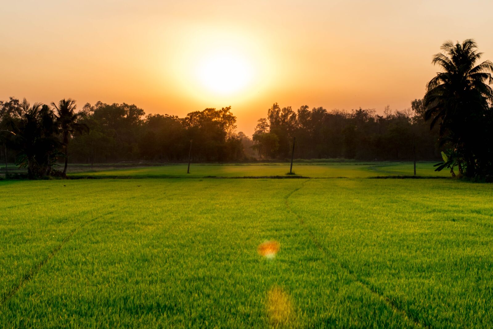 Nikon D5300 sample photo. Cornfield, evening, the evening photography