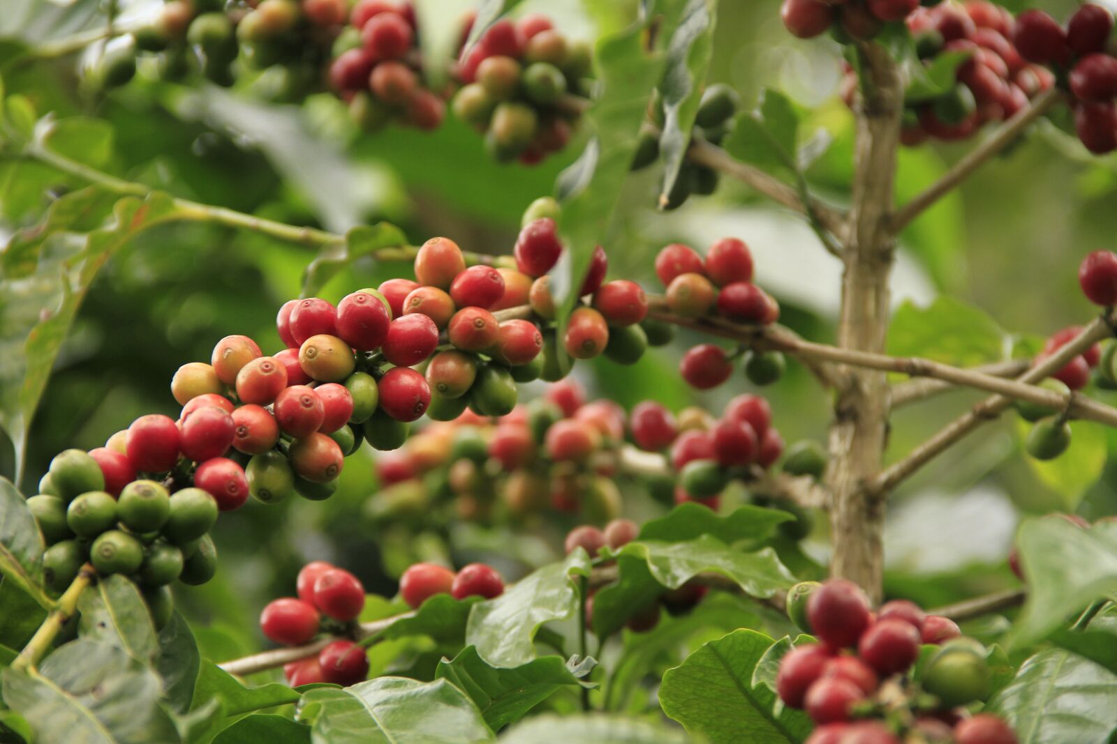 Canon EOS 7D sample photo. Coffee, caffeine, drink photography