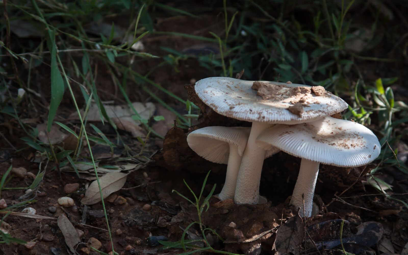 Canon EOS 50D + Canon EF 28-135mm F3.5-5.6 IS USM sample photo. Mushroom, toadstool, forest photography