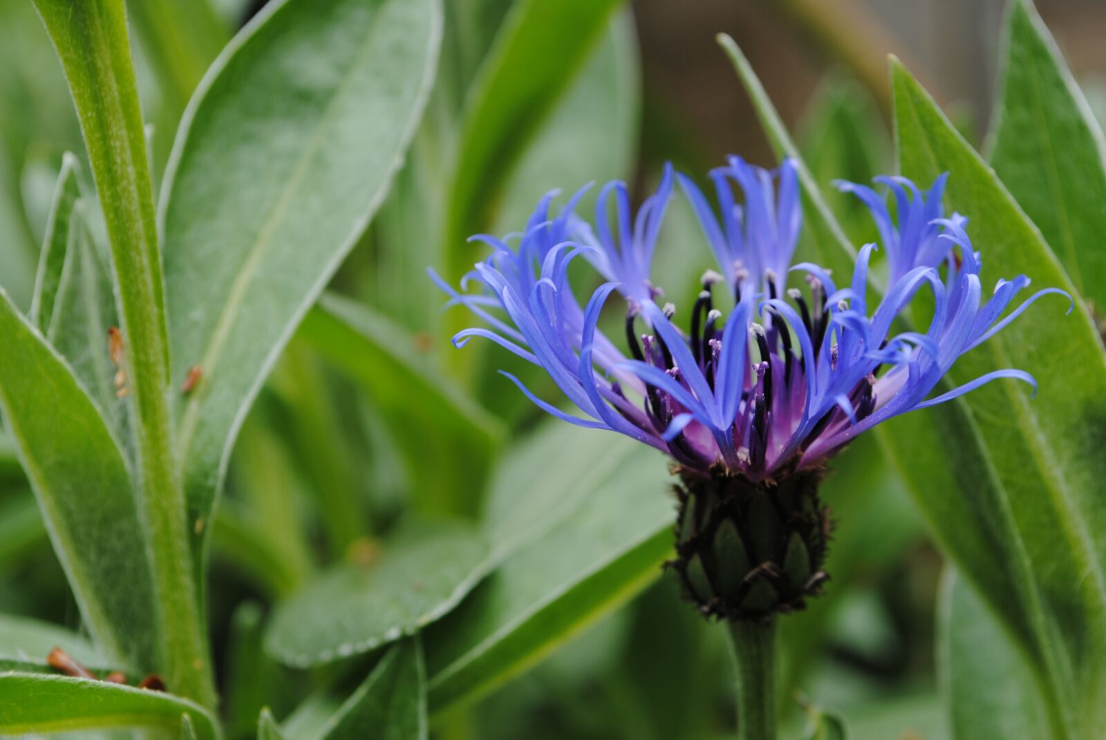 Nikon D3000 sample photo. Cornflower, blue, flower photography