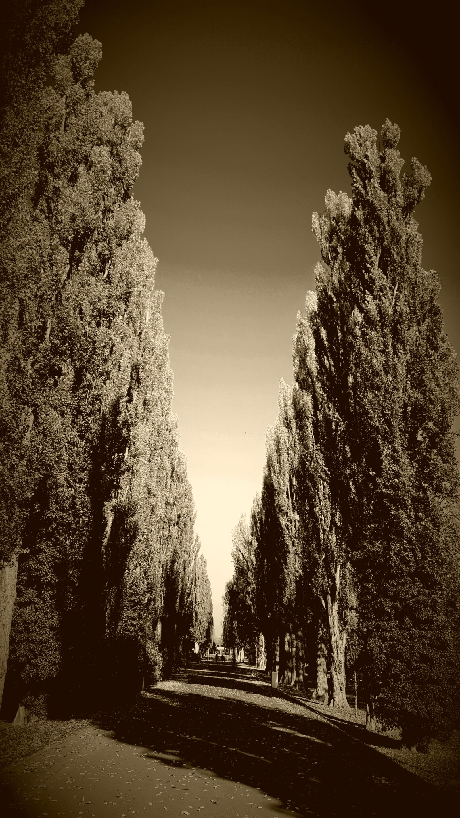 Samsung GALAXY S6 edge sample photo. Path, filters, park photography