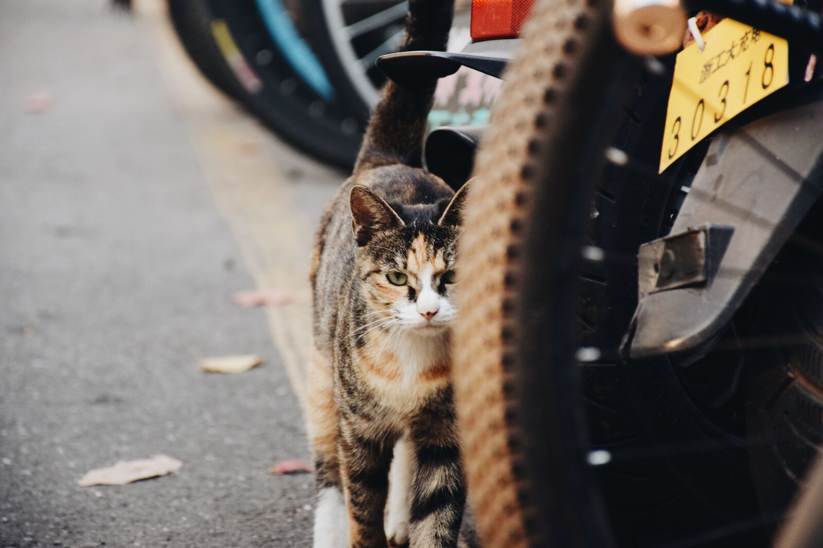 Nikon D3300 sample photo. Campus, cat, pets photography