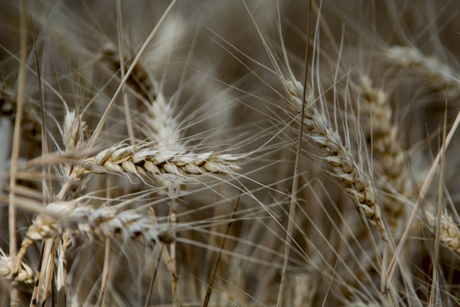 Canon EOS 350D (EOS Digital Rebel XT / EOS Kiss Digital N) sample photo. Seeds, wheat, cereals photography