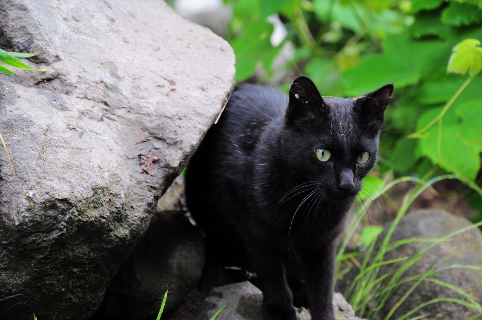 Nikon D90 sample photo. Cat, cat pictures, black photography
