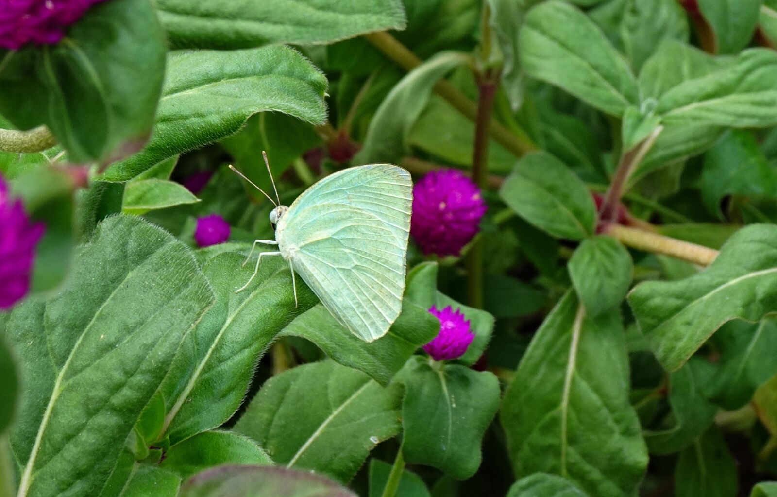 Sony DSC-WX800 sample photo. Butterfly, insect, catopsilia pomona photography