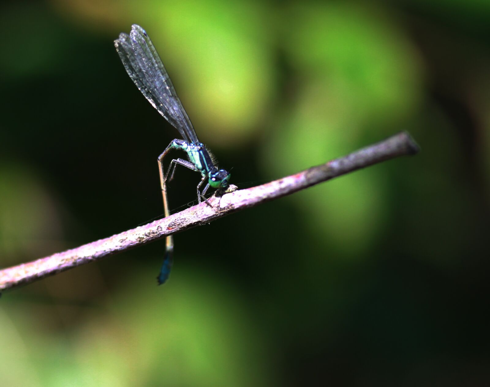Canon EF-S 60mm F2.8 Macro USM sample photo. Dragonfly, blue, insecta photography