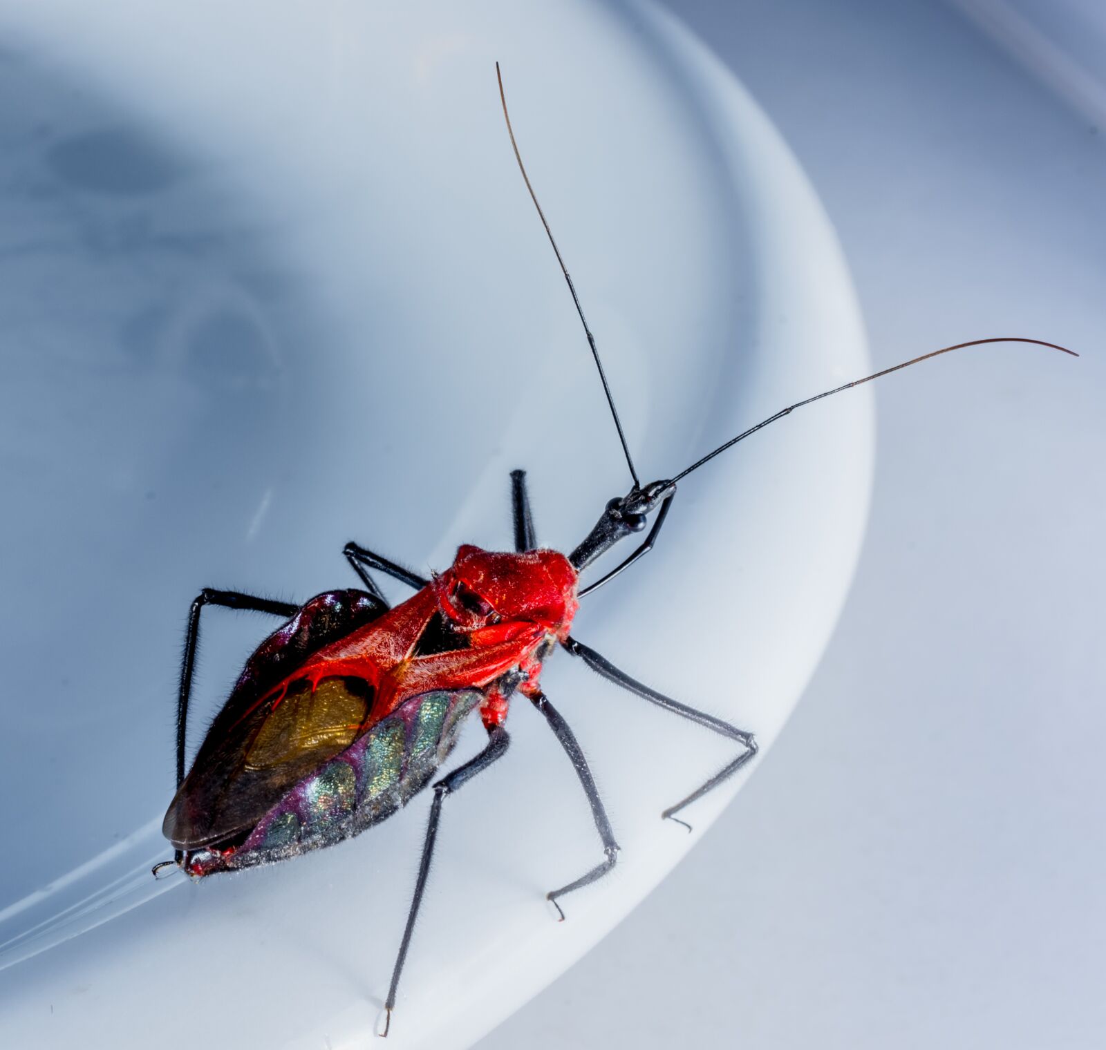 Nikon D5200 sample photo. Beetle, insect, arachnid photography