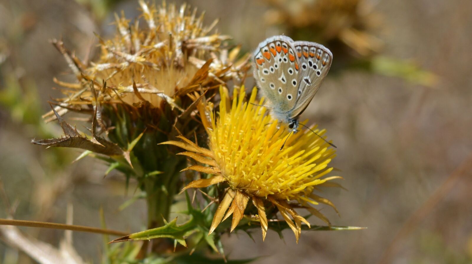 Nikon D5200 sample photo. Flowers, butterflies, nature photography