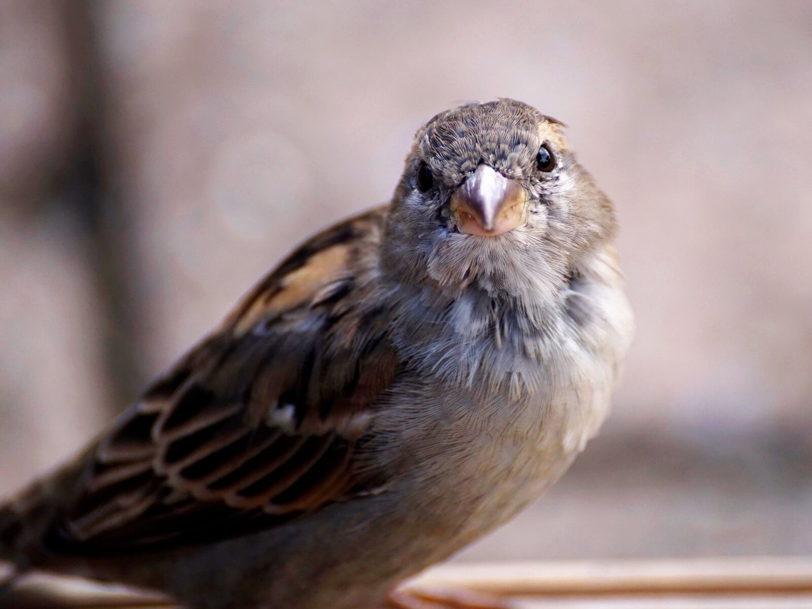 Sony DT 55-300mm F4.5-5.6 SAM sample photo. Sparrow, bird, nature photography