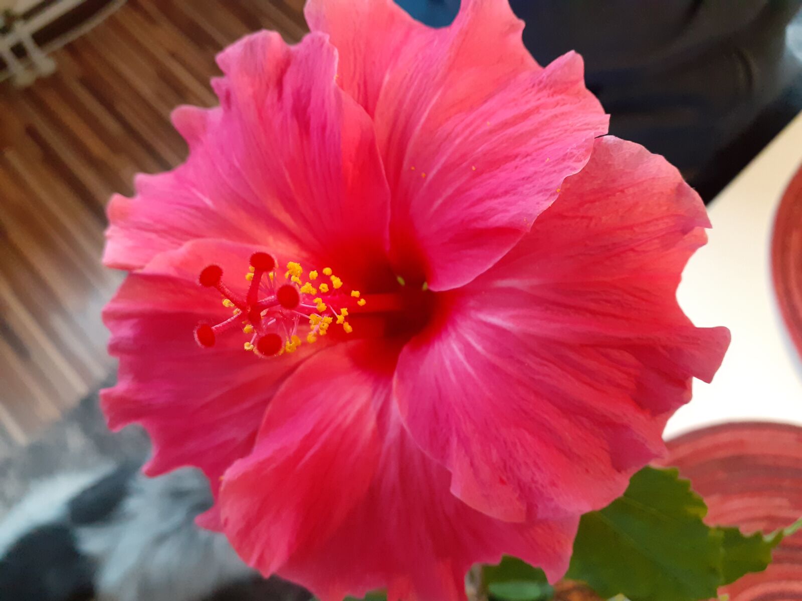 Samsung SM-A202F sample photo. Hibiscus, flowers, blossom photography