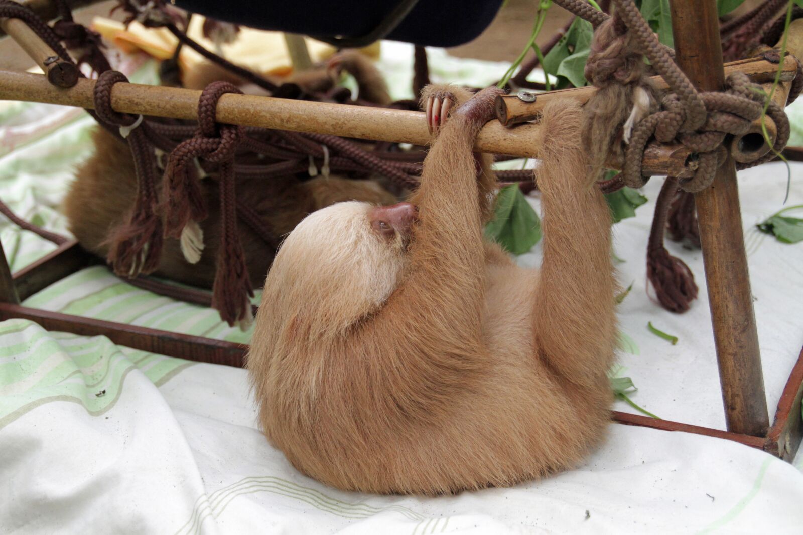 Canon EOS 7D sample photo. Sloths, arboreal, mammals photography