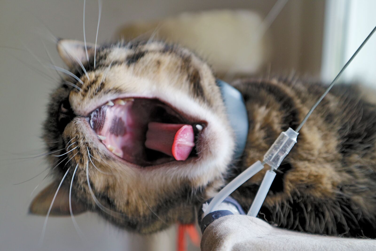 Canon EOS M10 sample photo. Cat, yawn, tired photography