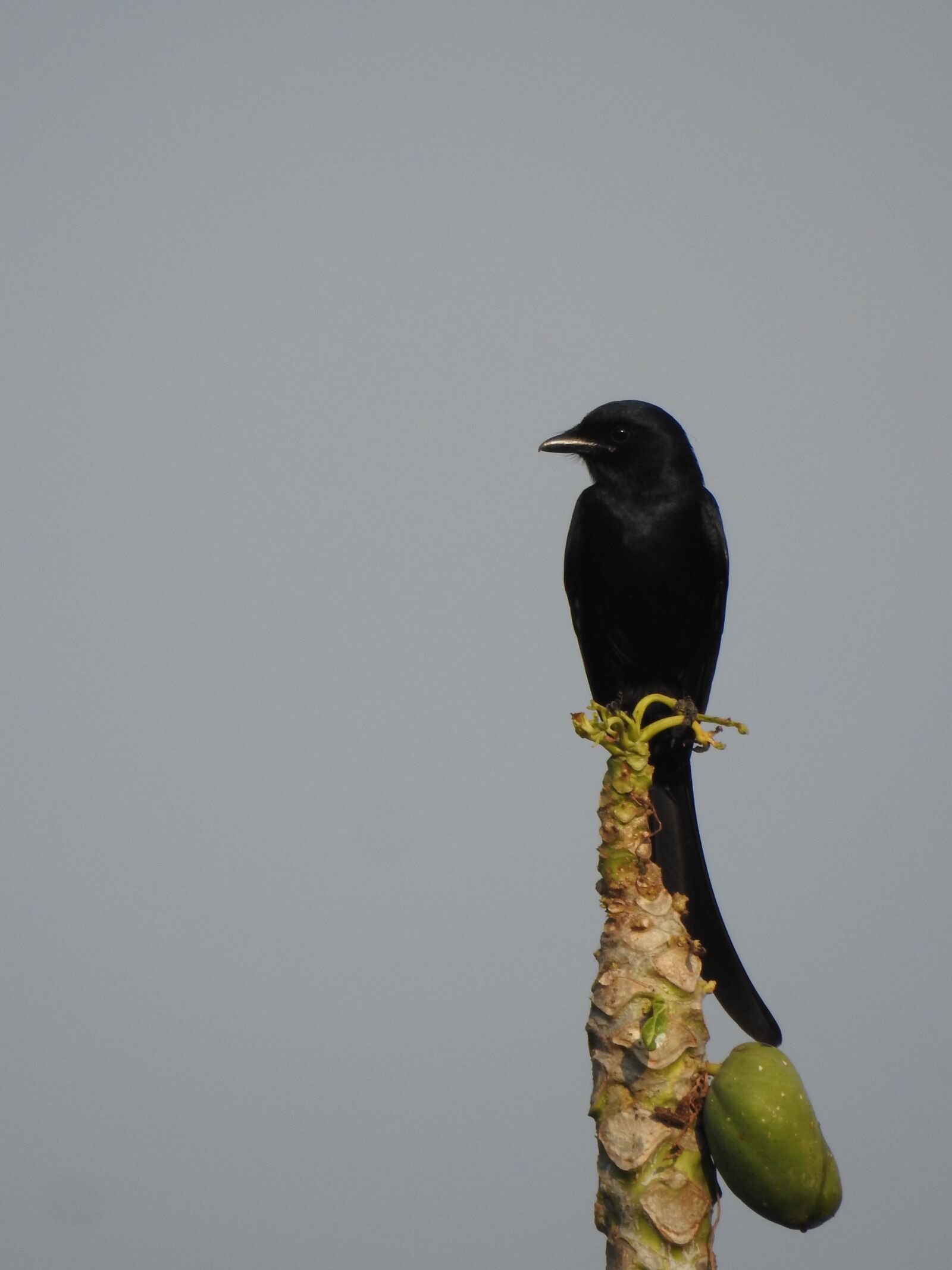 Nikon Coolpix P900 sample photo. Birds, nature, flying photography