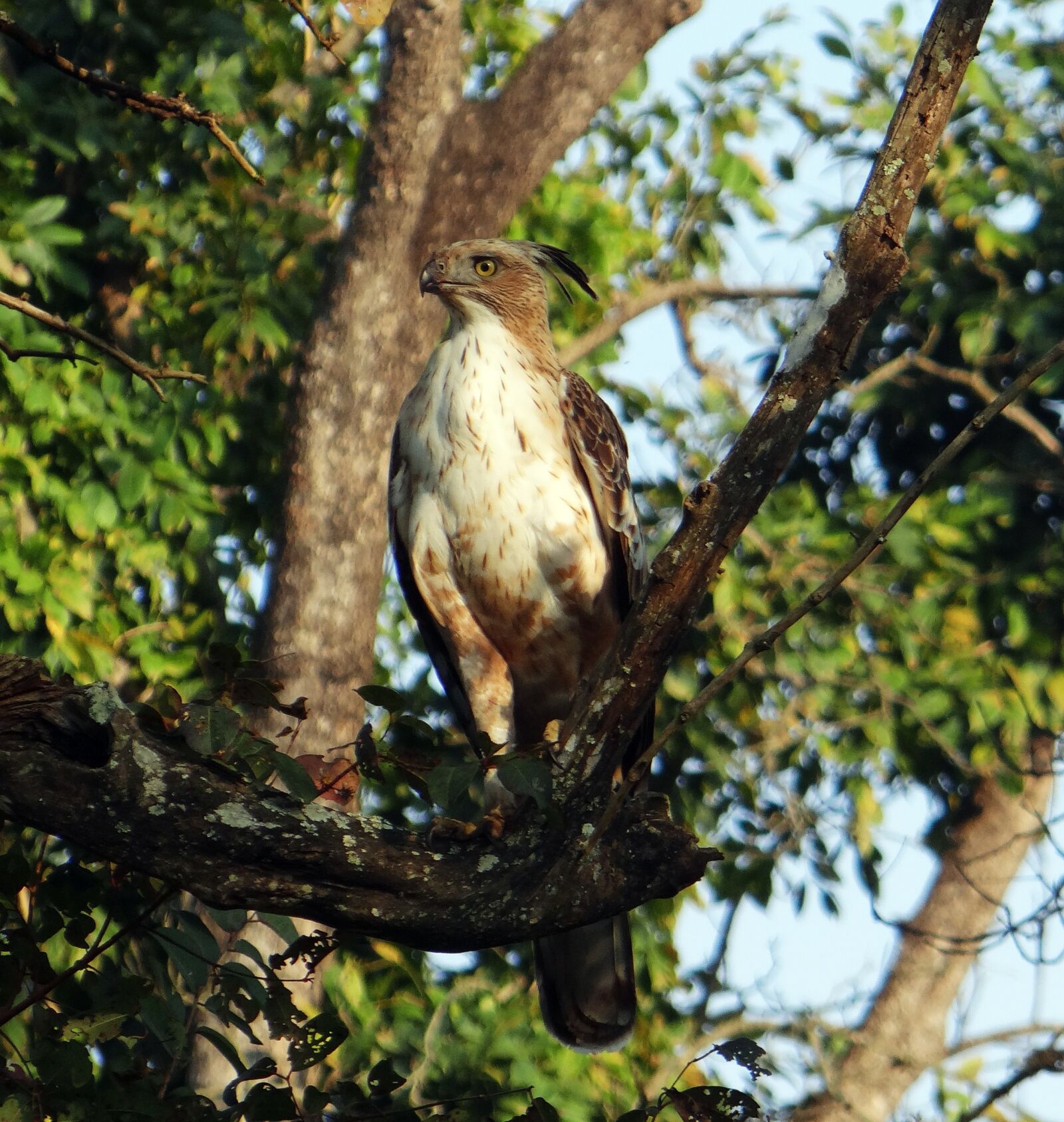 Sony DSC-HX200V sample photo. Eagle, changeable hawk-eagle, crested photography