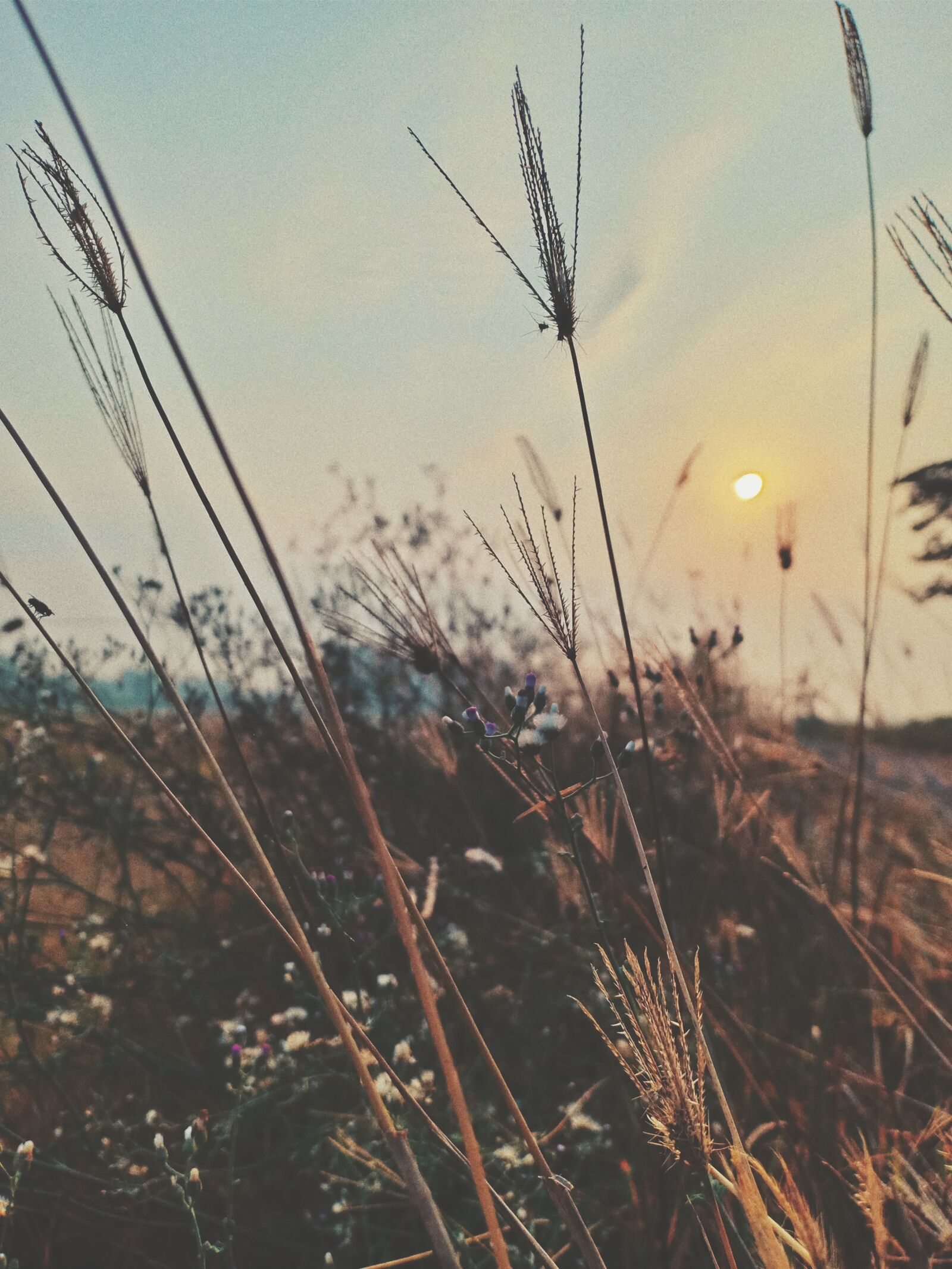 OPPO F9 sample photo. Sunrise, sunset, grass photography
