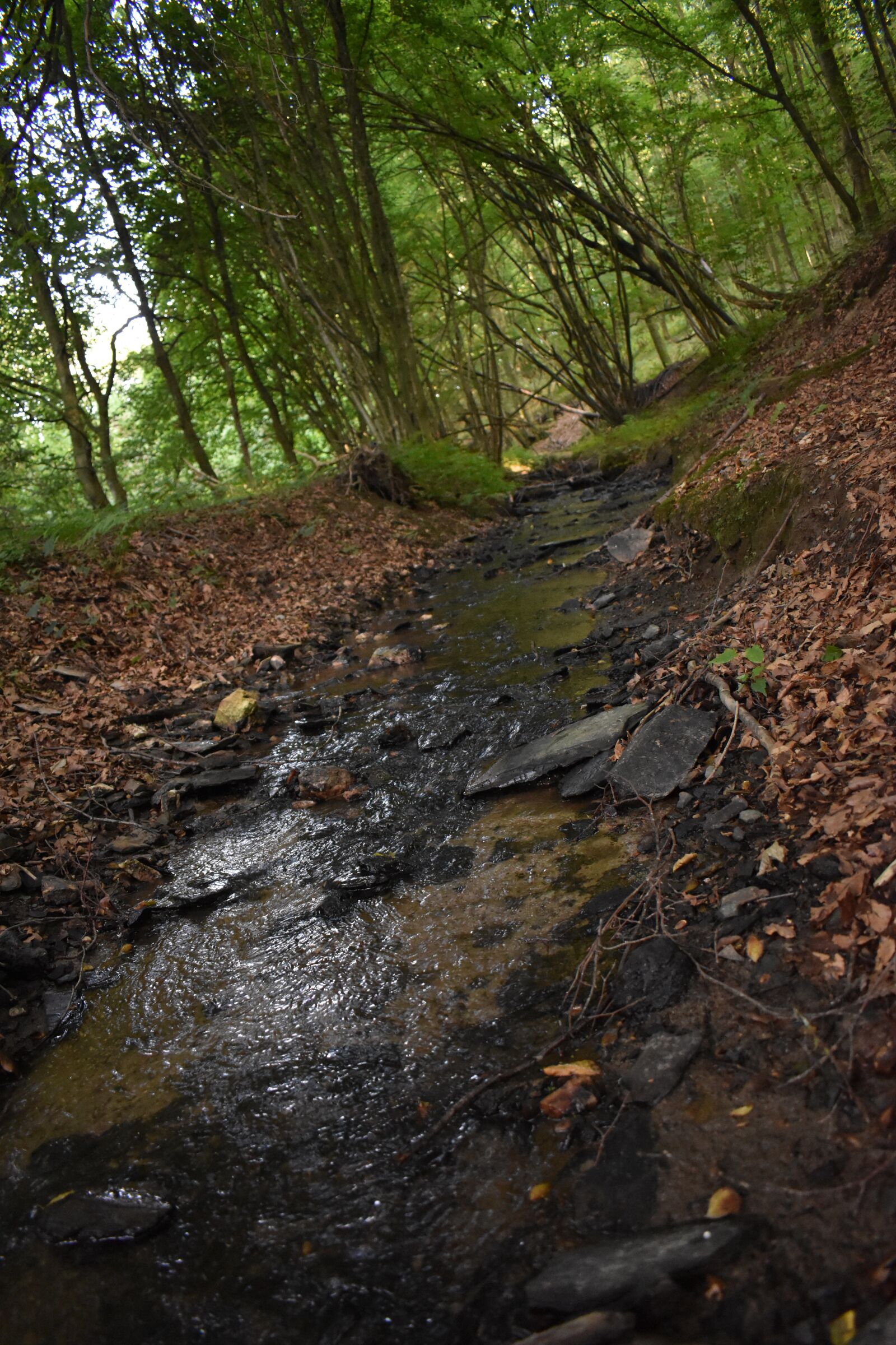Nikon D3500 sample photo. Bach, forest, nature photography