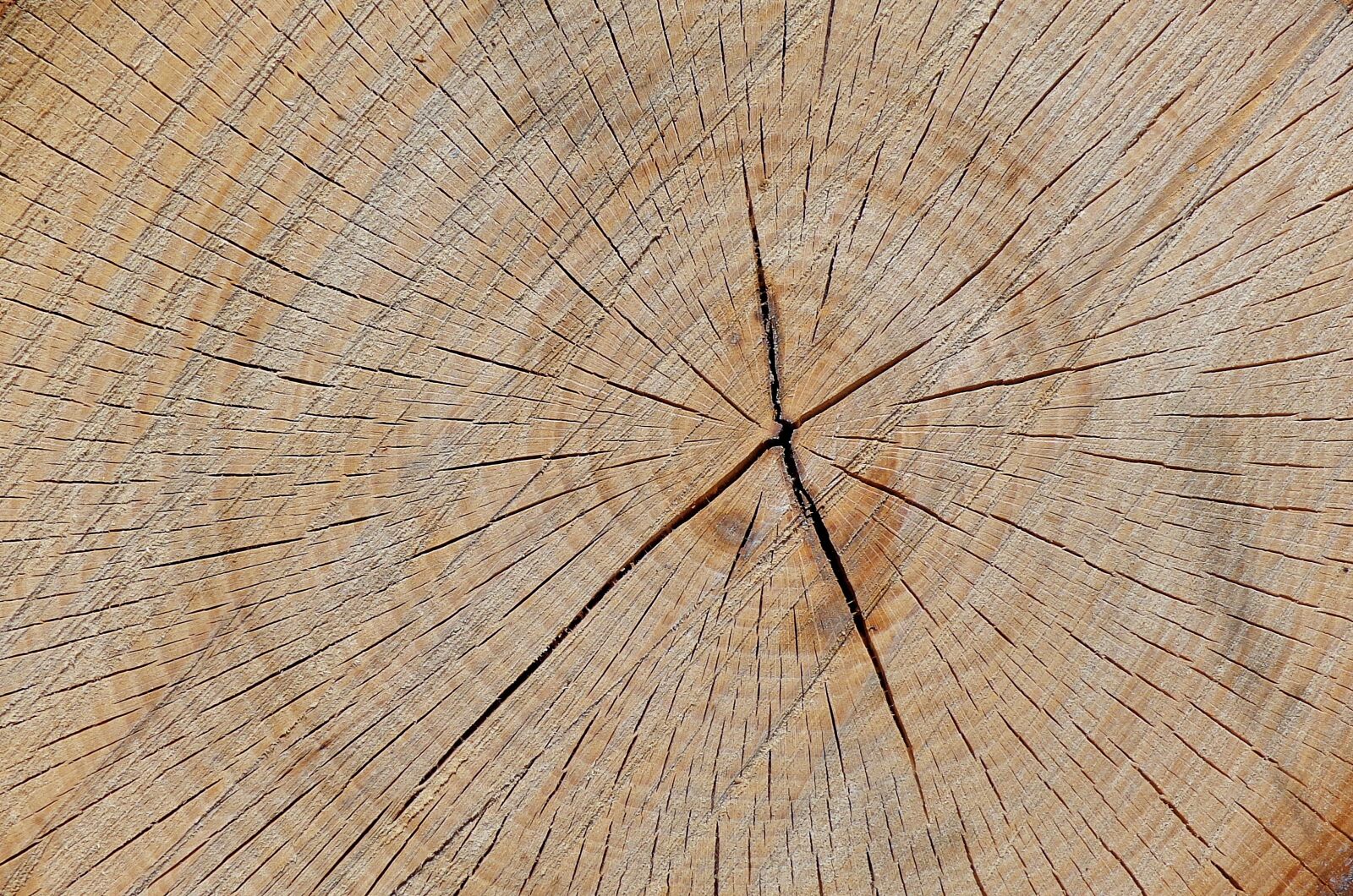 Sony Cyber-shot DSC-H90 sample photo. Tree, wood, trunk photography