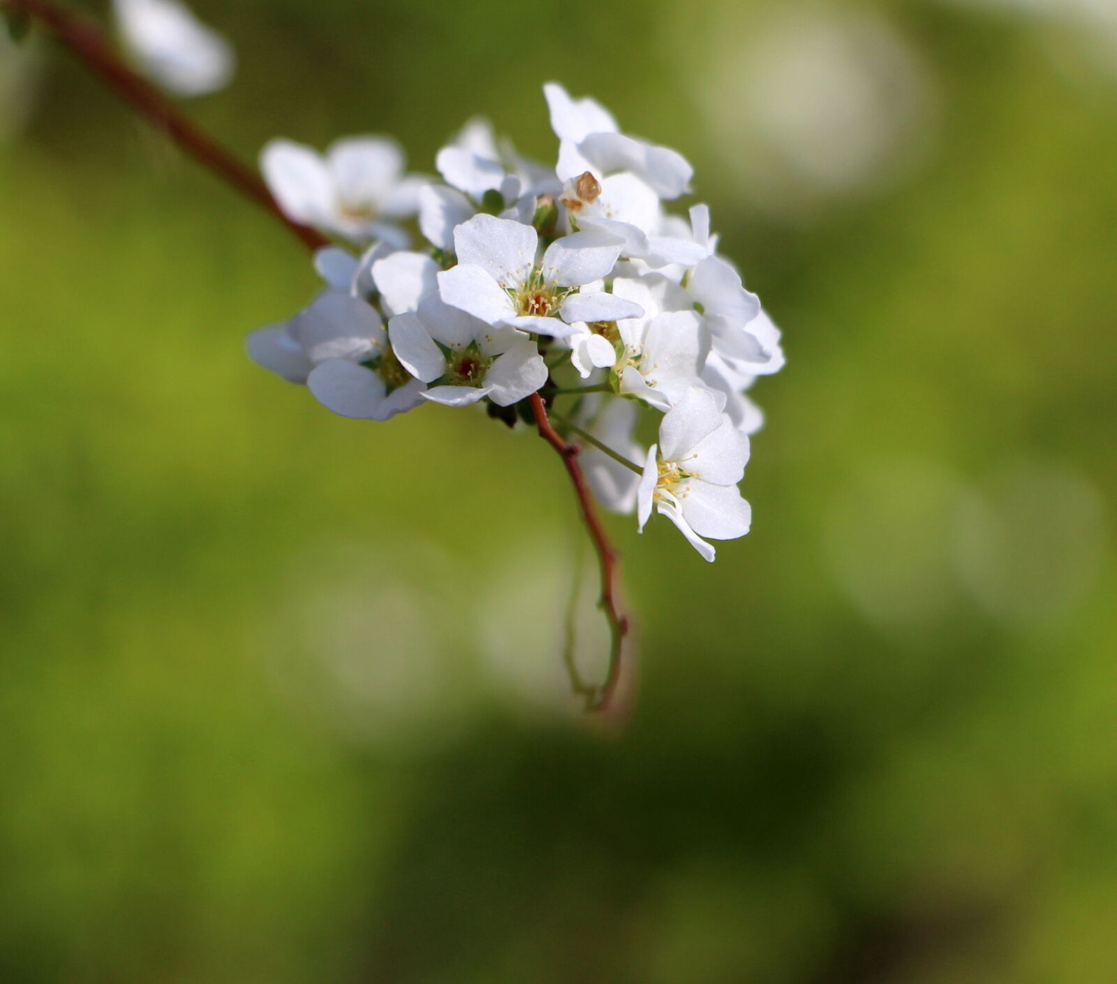 Canon EOS 700D (EOS Rebel T5i / EOS Kiss X7i) sample photo. Flowers, spring, white photography