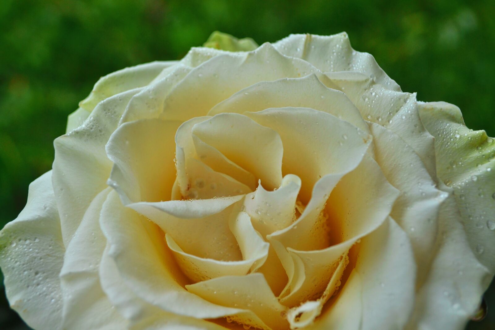 Nikon D3100 sample photo. Rose, white rose, flower photography