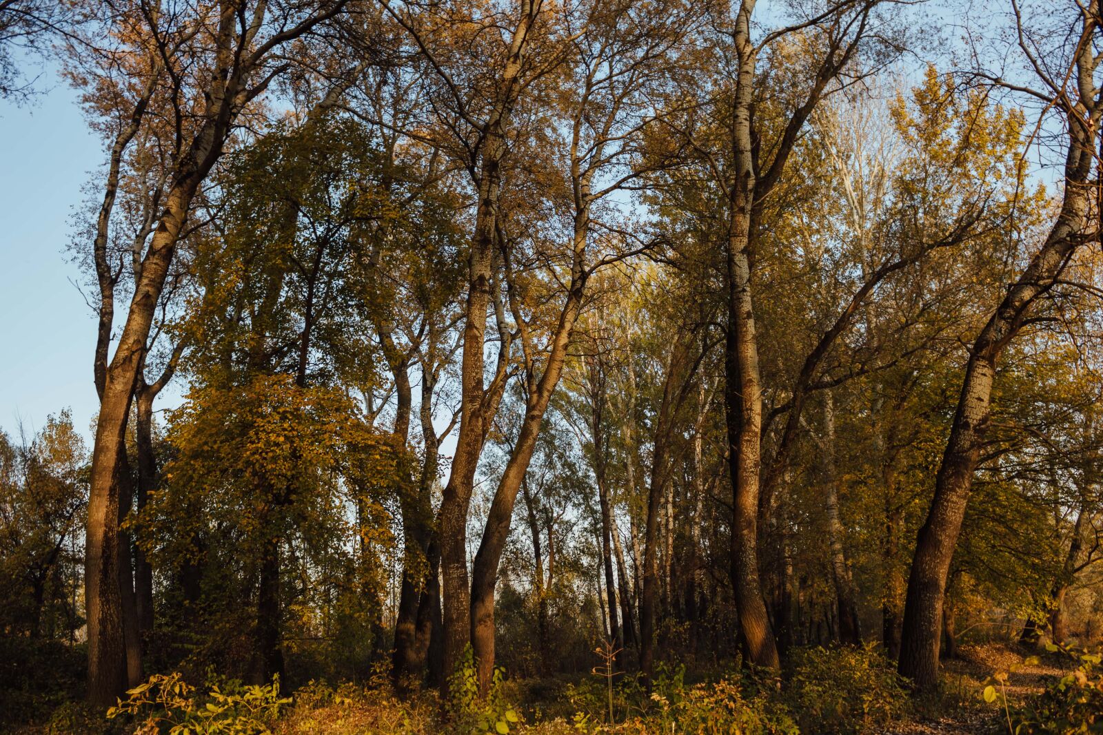 Canon EF-S 18-55mm F3.5-5.6 IS sample photo. Sunshine, forest path, forest photography