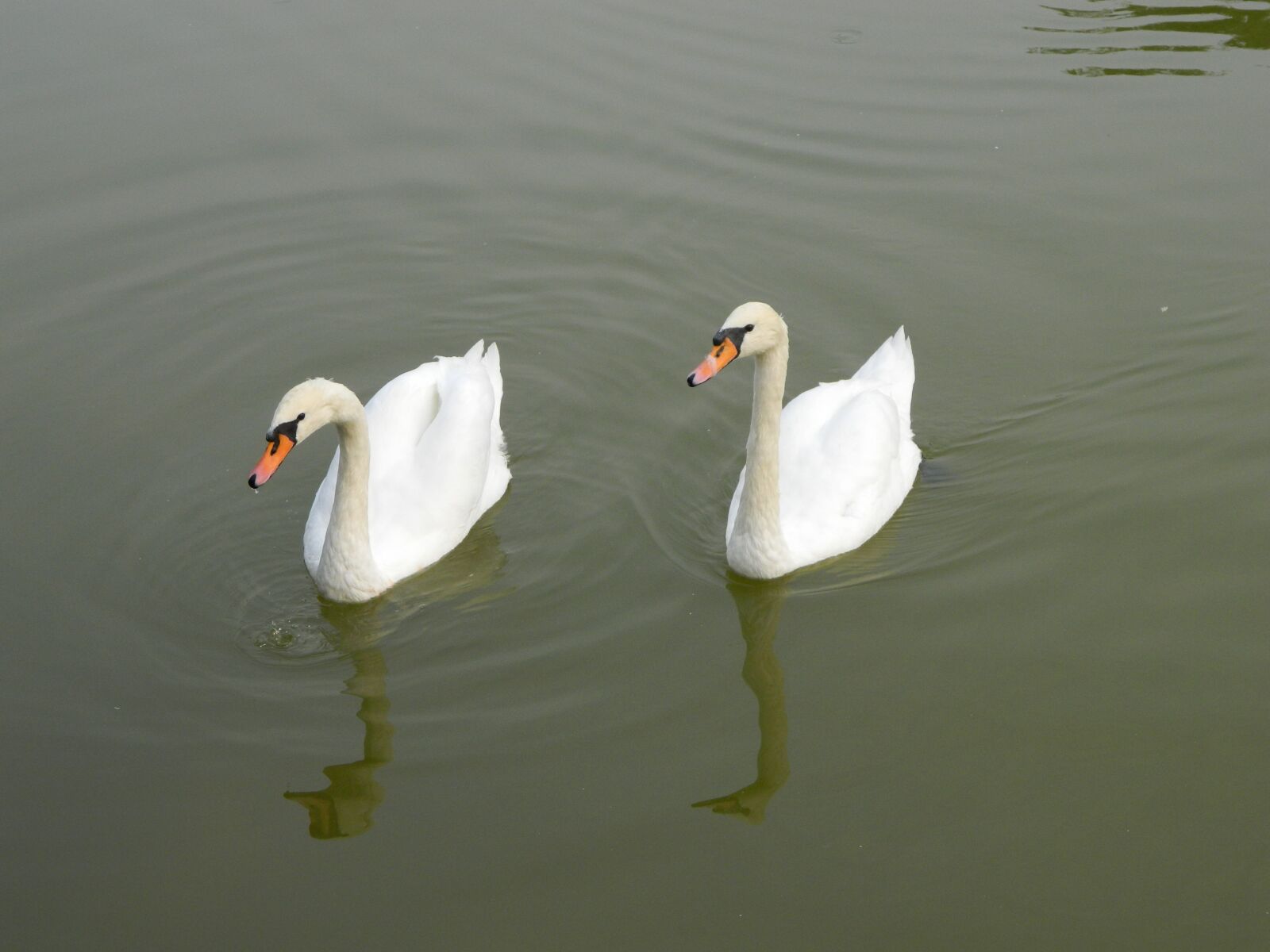 Nikon COOLPIX L310 sample photo. Swan, white, lake photography