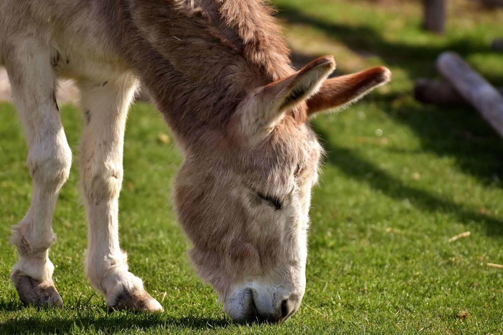 Nikon D7200 sample photo. Donkey, animal, nature photography