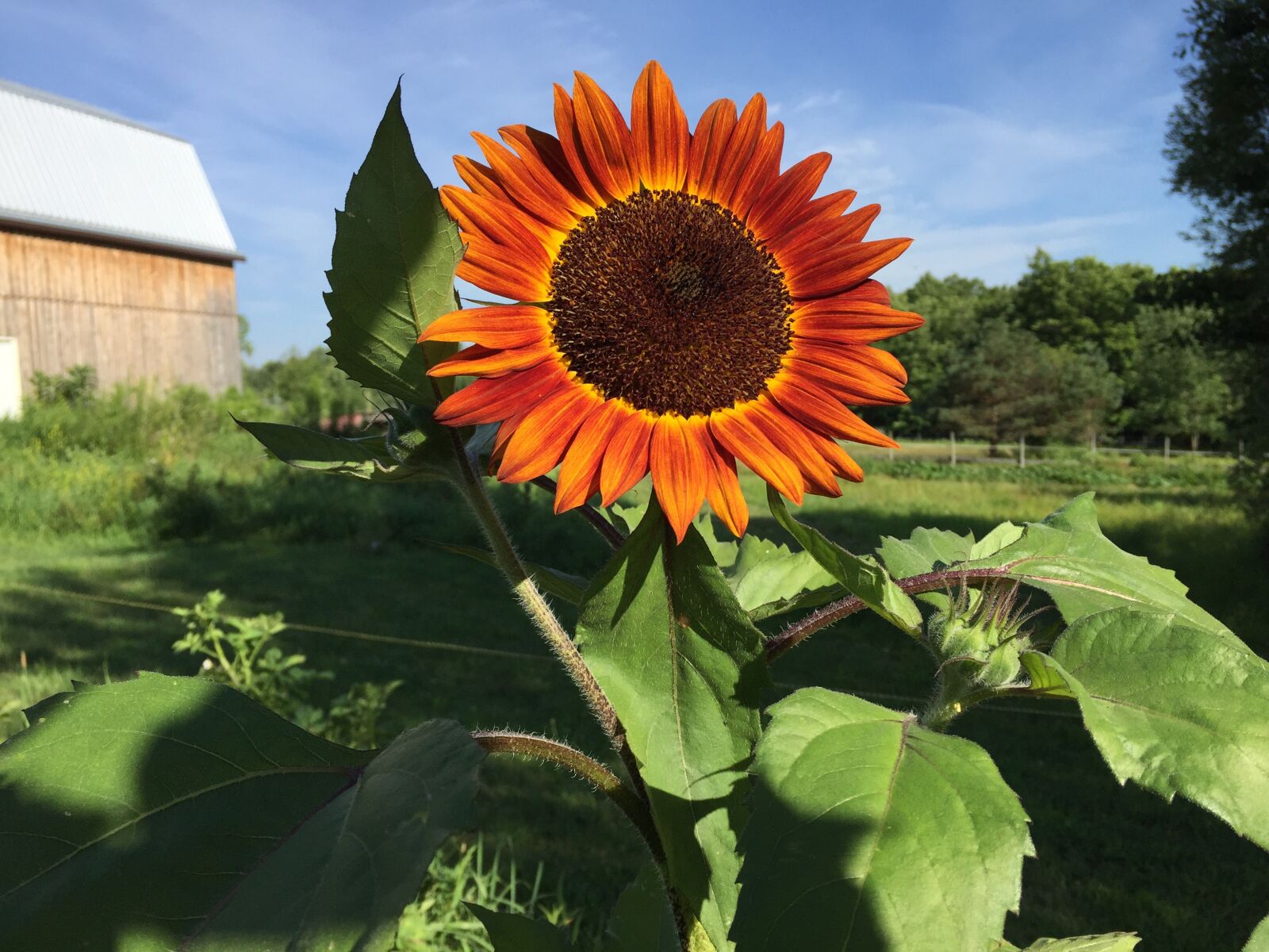 iPhone 6 back camera 4.15mm f/2.2 sample photo. Sunflower, barn, nature photography