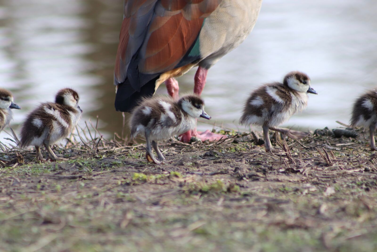 Canon EOS 800D (EOS Rebel T7i / EOS Kiss X9i) sample photo. Nilgans, goose, wild goose photography