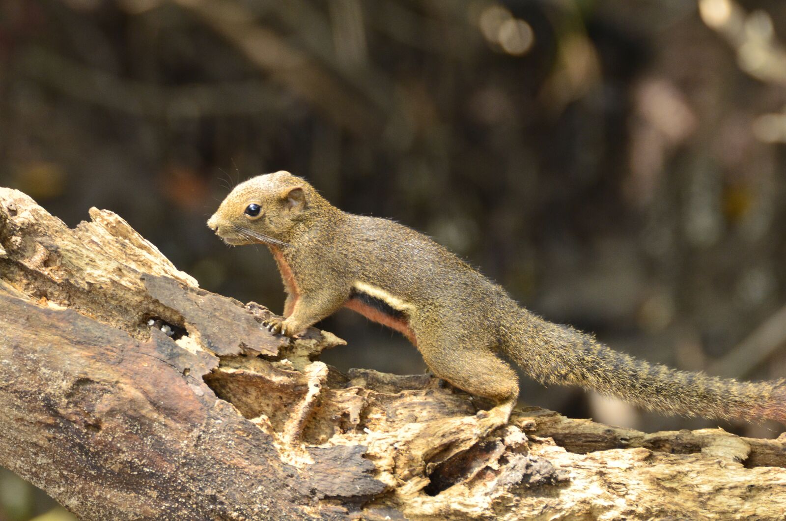 Nikon D7000 sample photo. Nature, wildlife, outdoors photography
