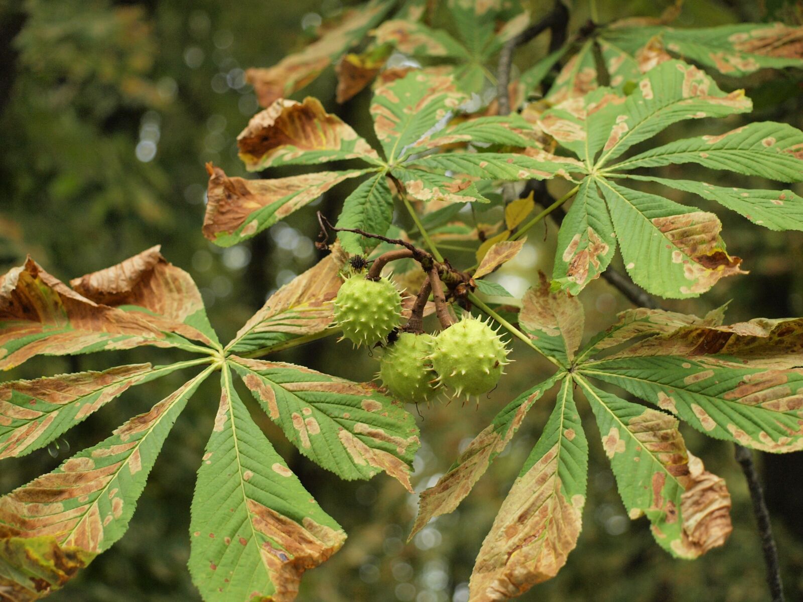 Olympus E-450 (EVOLT E-450) sample photo. Conker, chestnut, tree photography