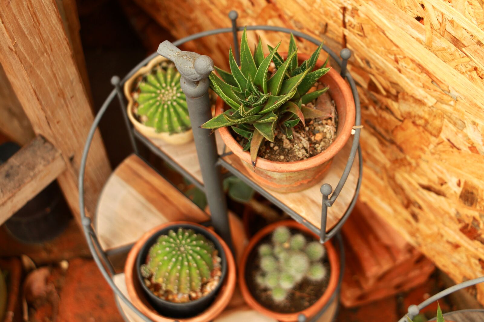 Canon EOS 70D sample photo. Cactus, green, leaf photography
