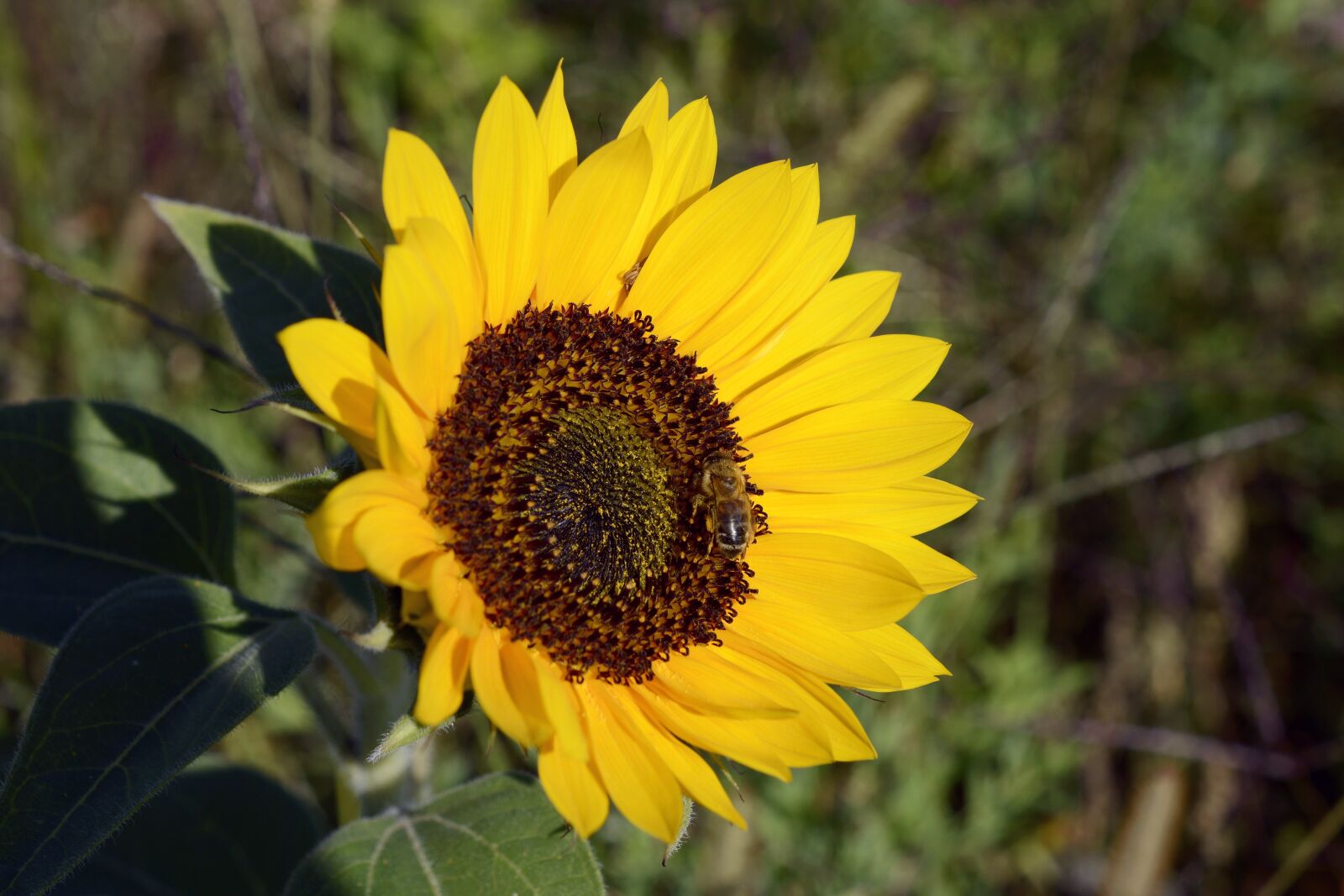 Nikon D7100 sample photo. Sunflower, flower, blossom photography