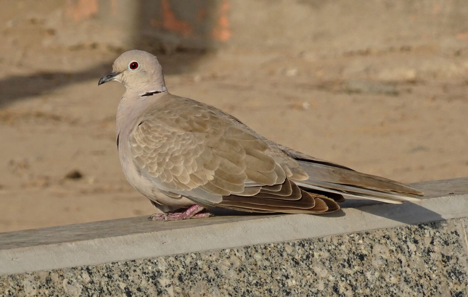 Sony Cyber-shot DSC-HX90V sample photo. Bird, dove, avian photography