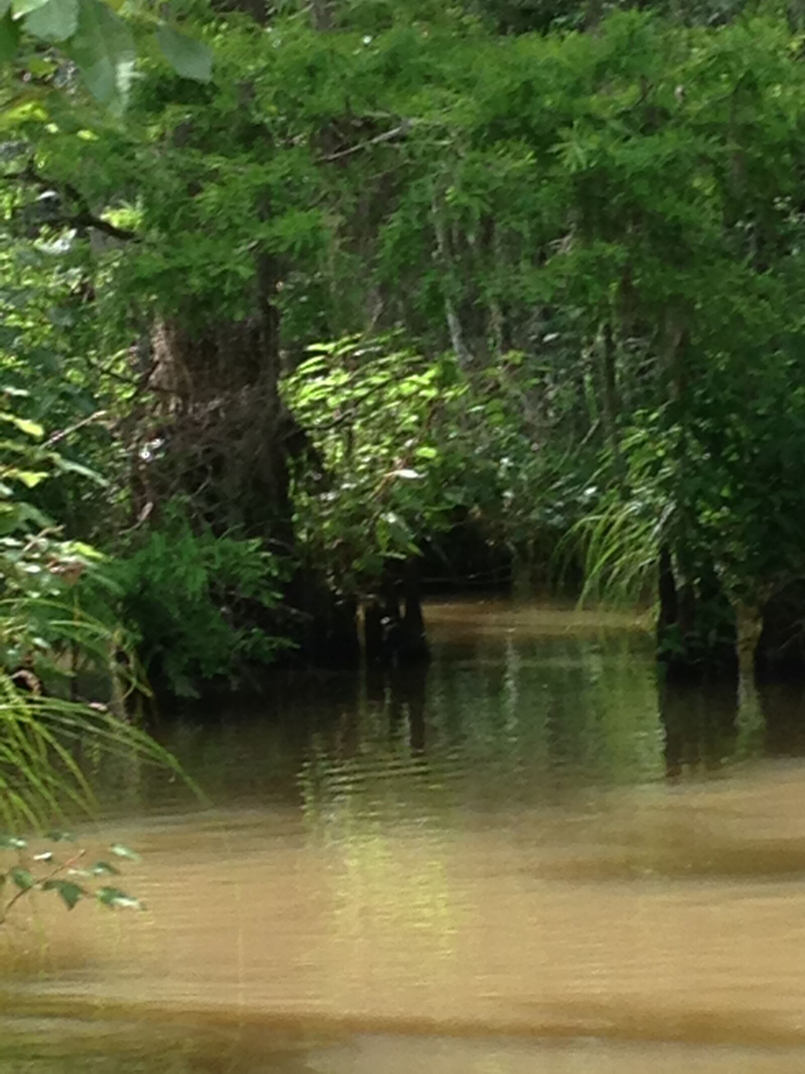 iPhone 5c back camera 4.12mm f/2.4 sample photo. Lousiana swamps, swamps, river photography
