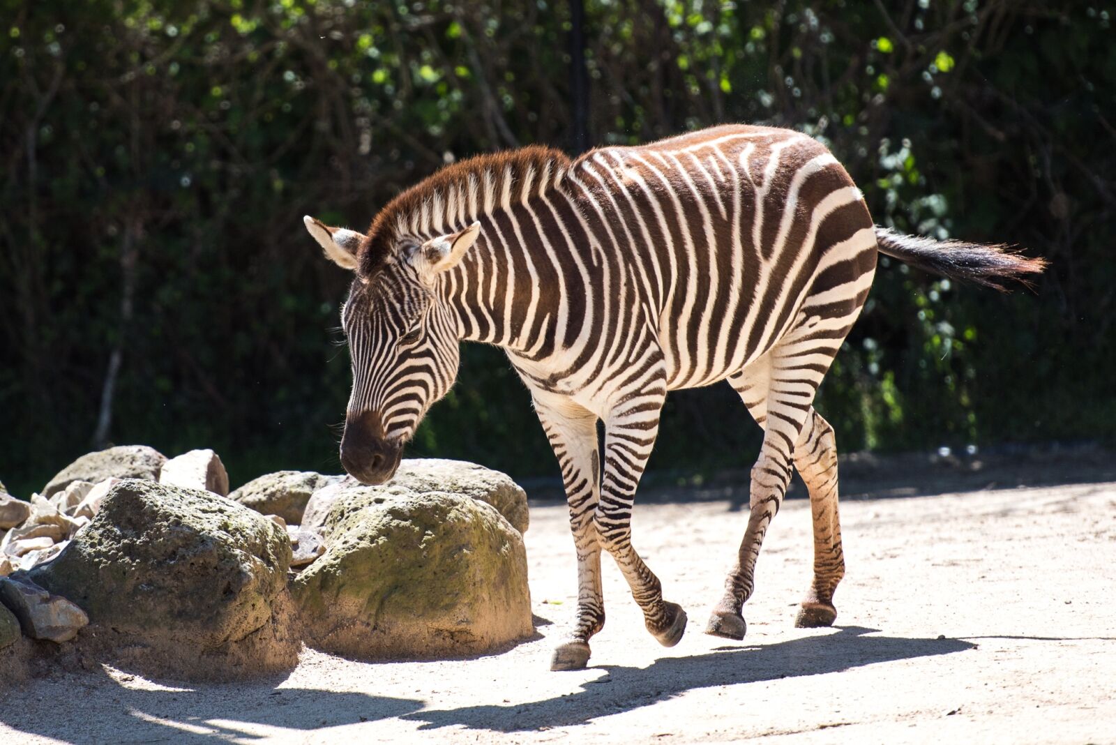 Nikon D750 sample photo. Zebra, stripes, striped photography