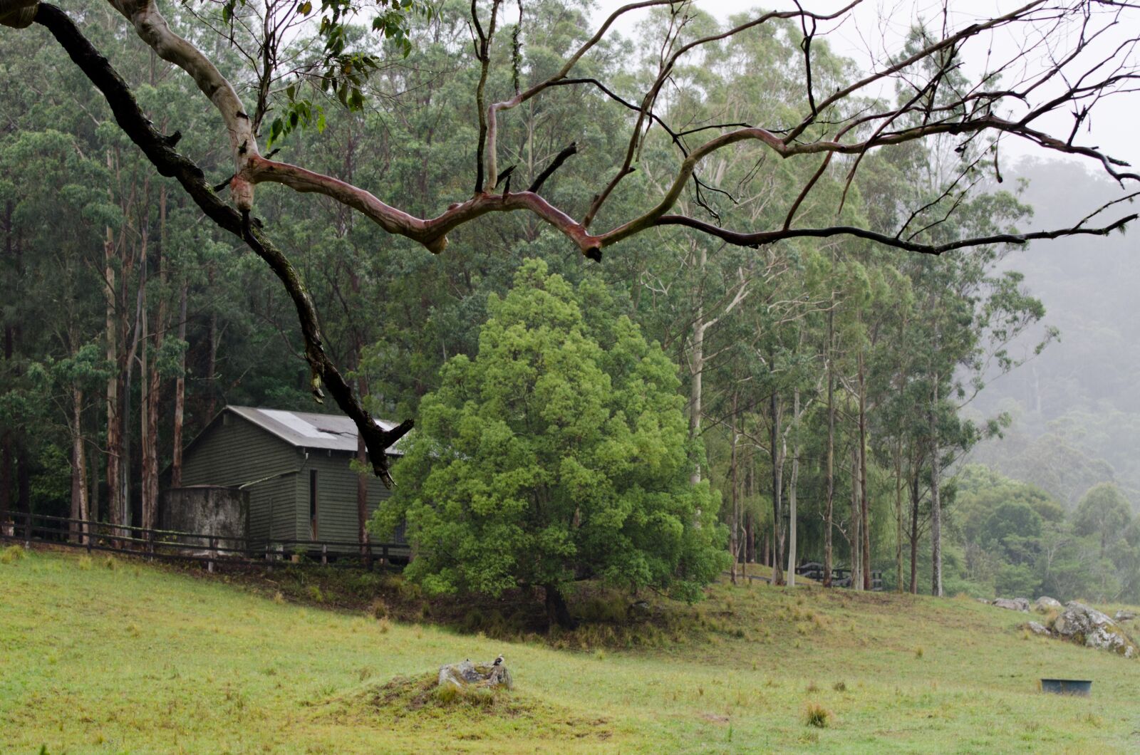 Nikon D7000 sample photo. Shed, branch, trees photography