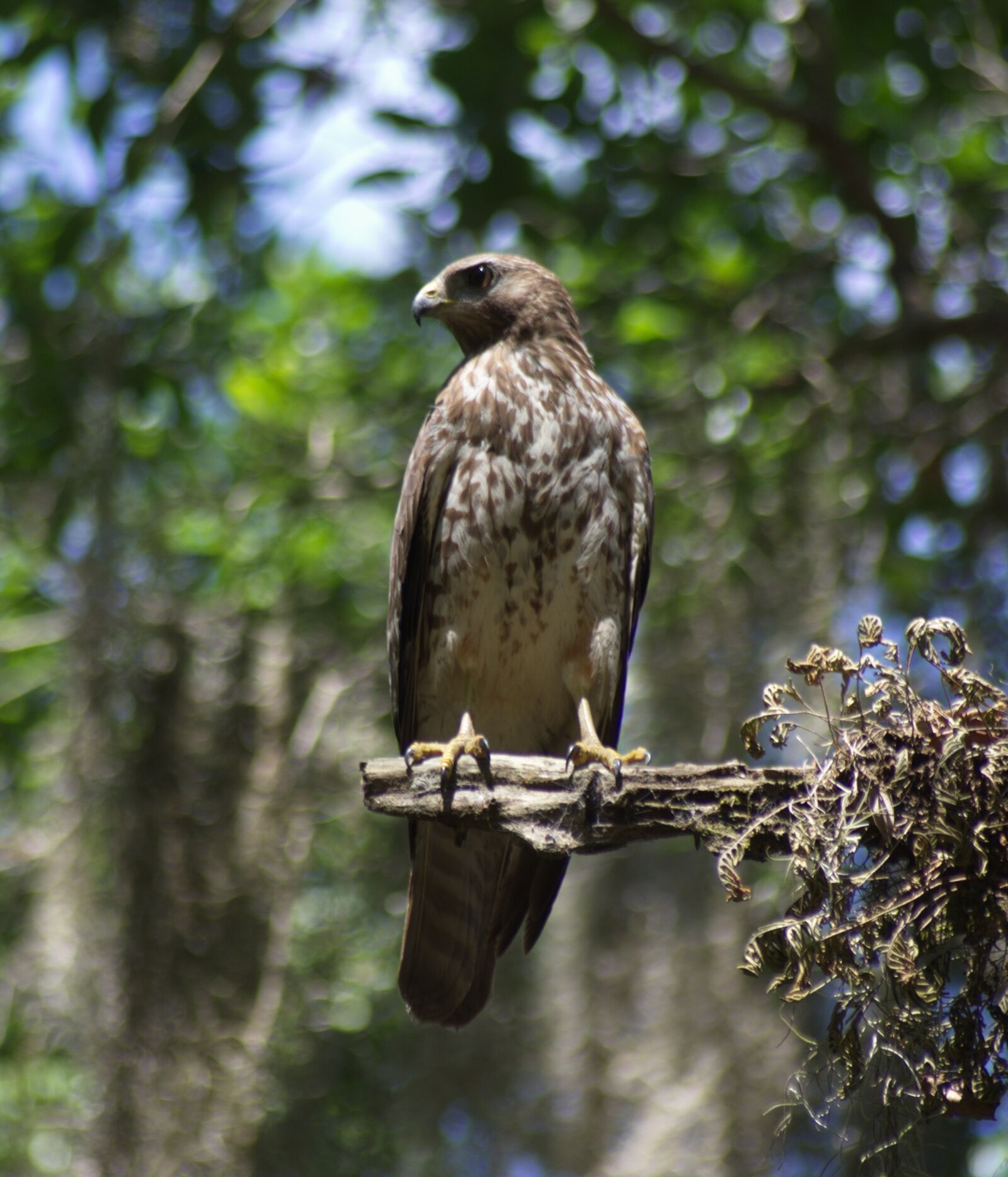 Pentax K-5 sample photo. Falcon, bird of prey photography