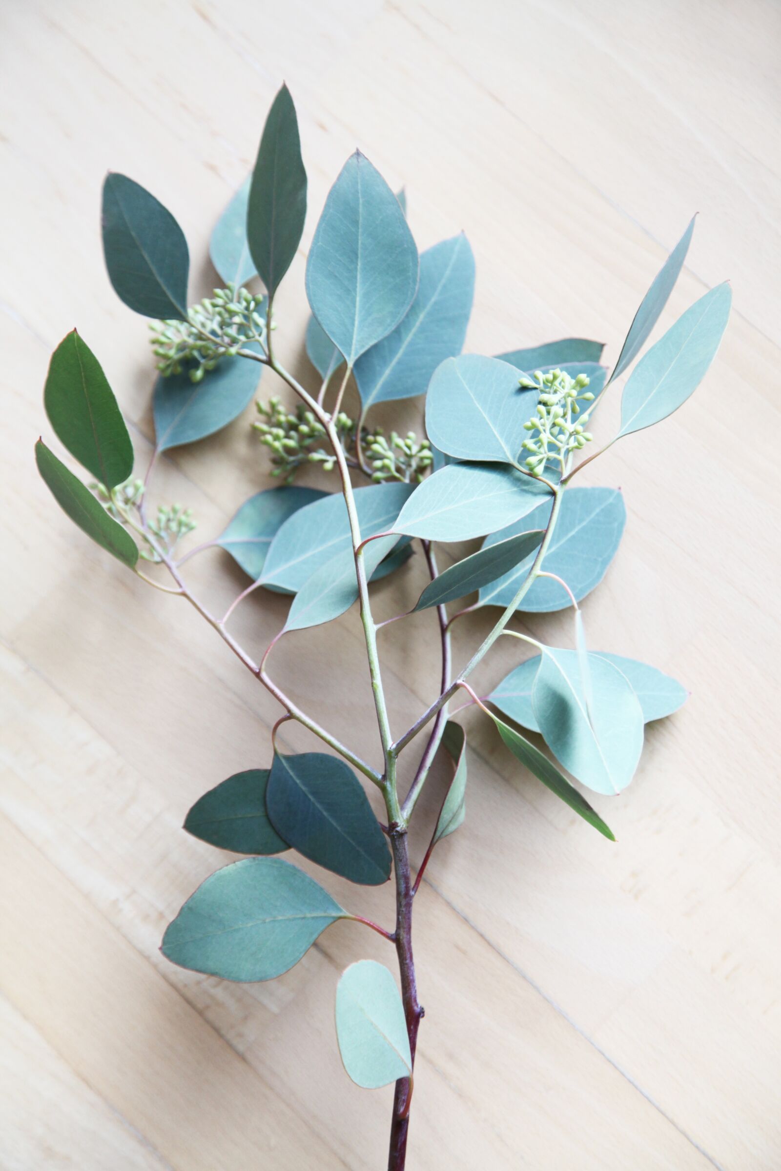 Canon EOS 5D Mark II sample photo. Eucalypts, eucalypt, eucalyptus photography