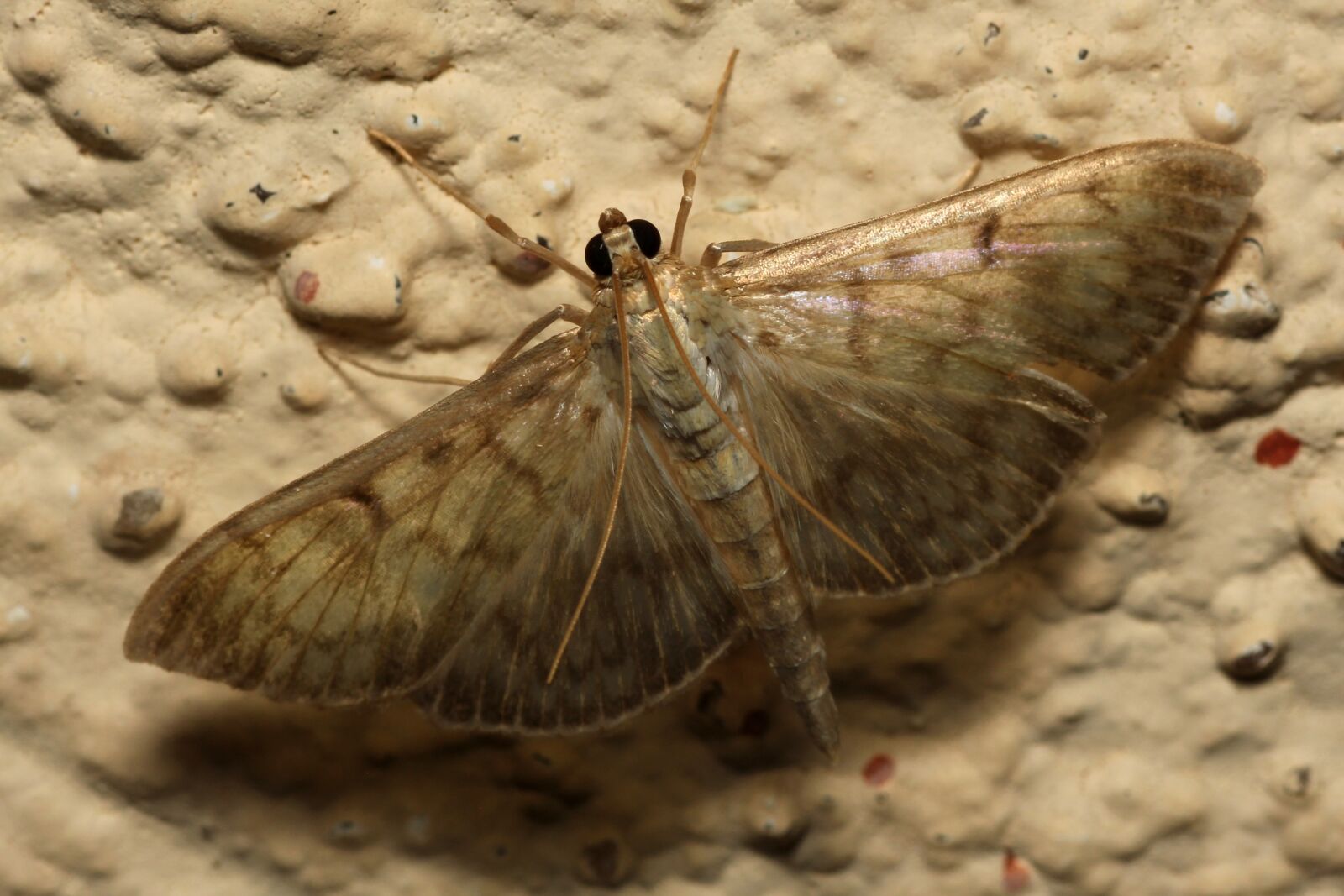 Canon EOS 60D sample photo. Butterfly, motte, eyes photography