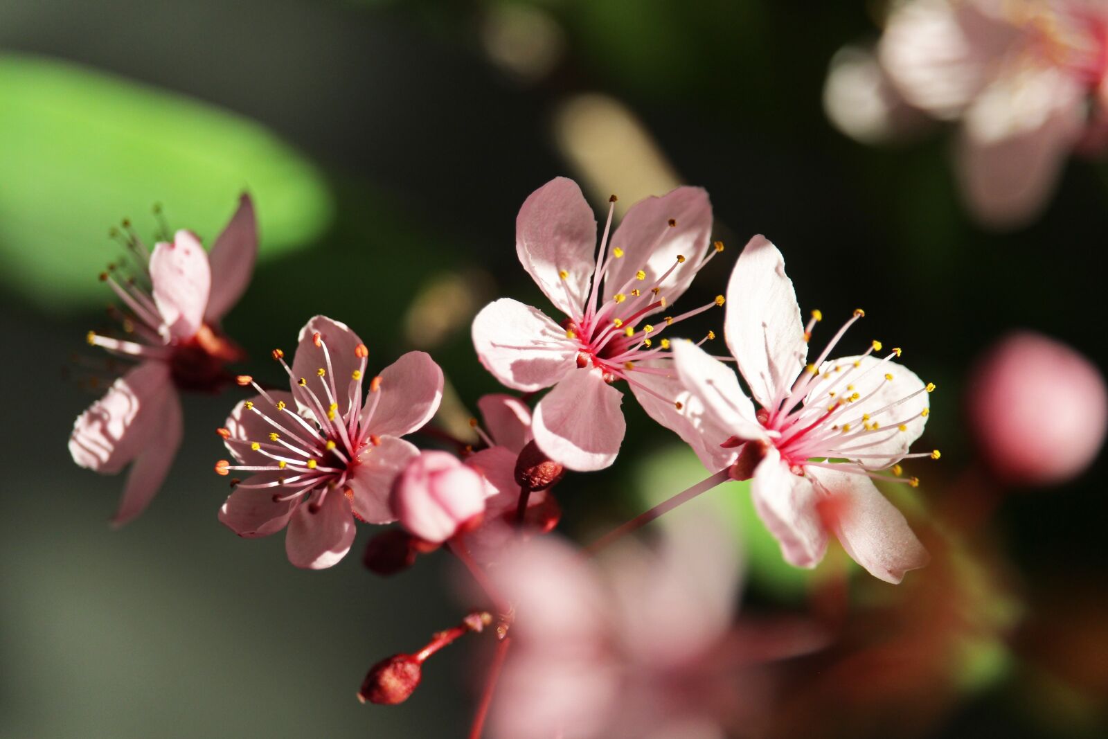 Canon EOS 700D (EOS Rebel T5i / EOS Kiss X7i) sample photo. Spring, ornamental cherry, cherry photography