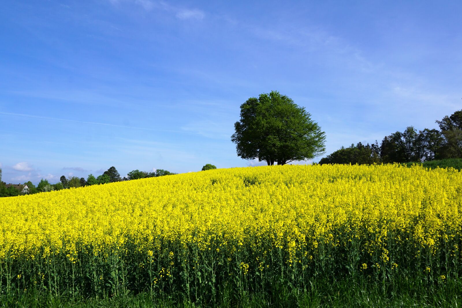 Sony ILCA-77M2 + Sony DT 16-50mm F2.8 SSM sample photo. Zollikon, field, oilseed rape photography