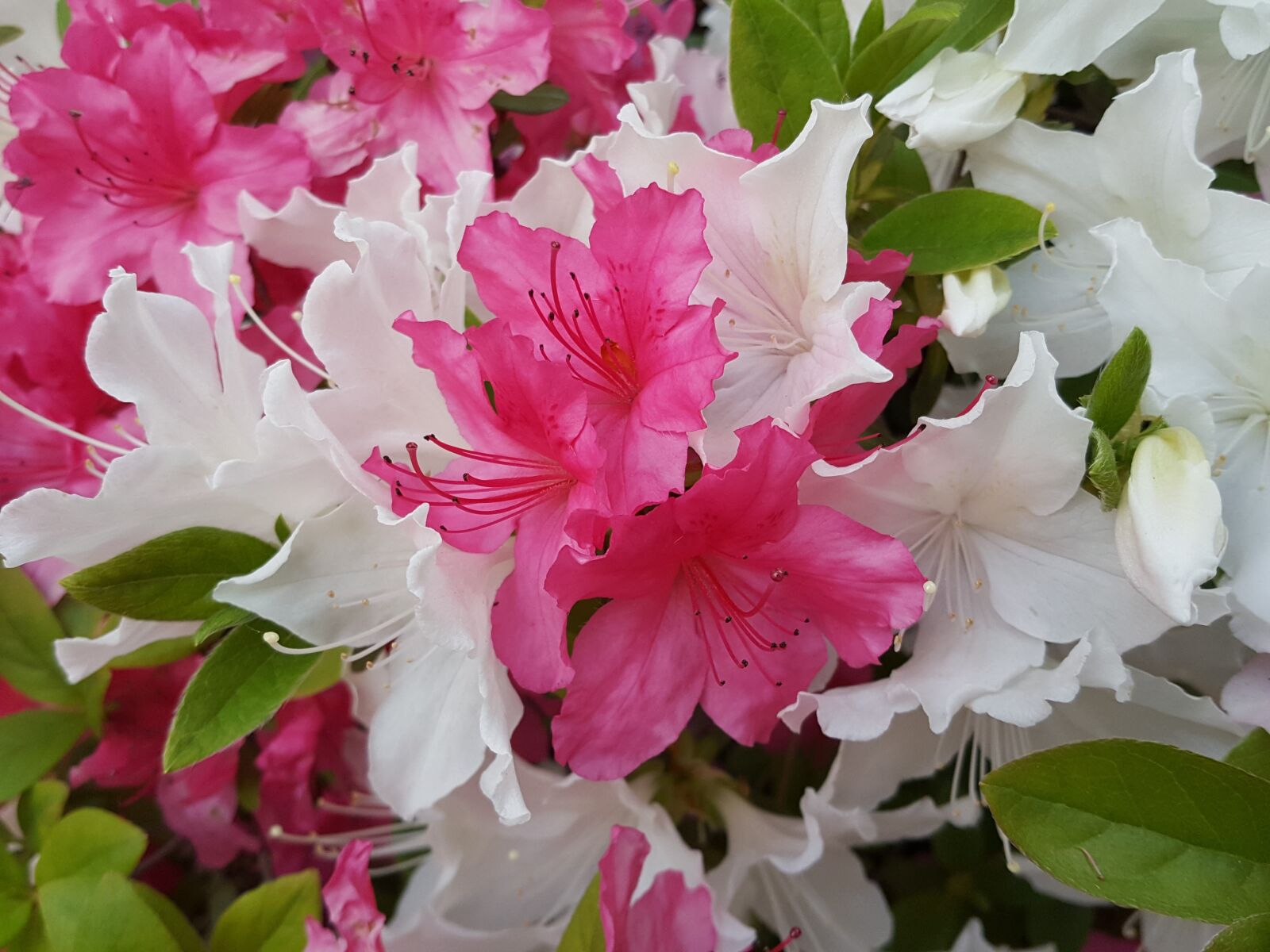 Samsung Galaxy Note5 sample photo. Azalea, back video production photography