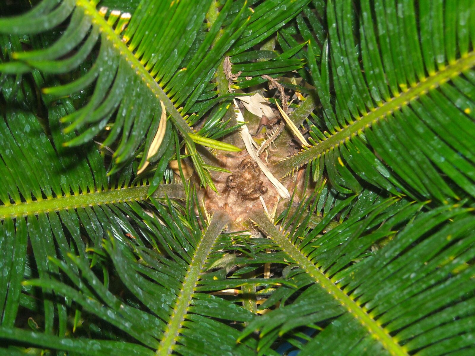 Nikon Coolpix L16 sample photo. The tree, leaf, palm photography