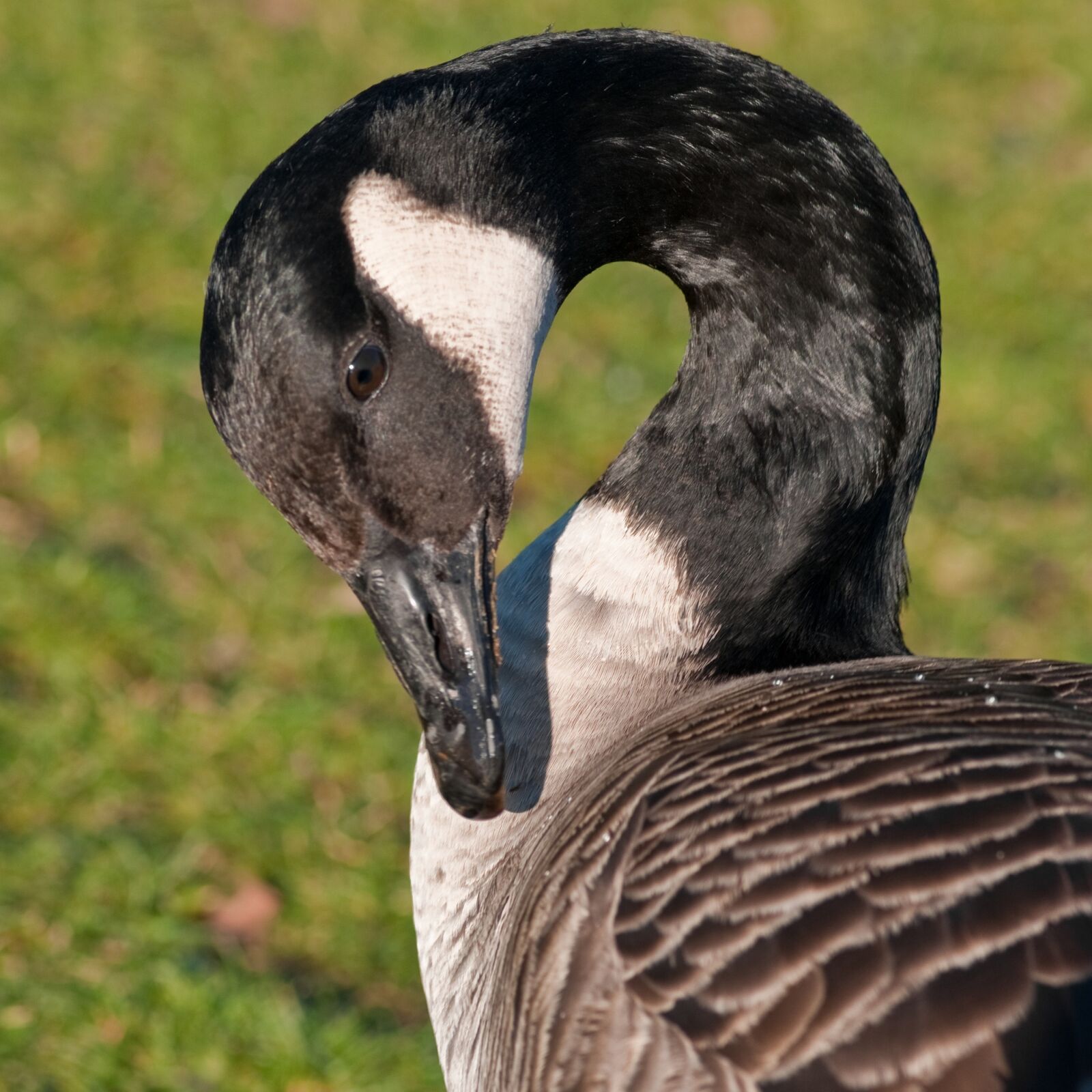 Nikon D300 sample photo. Canada goose, goose, bird photography