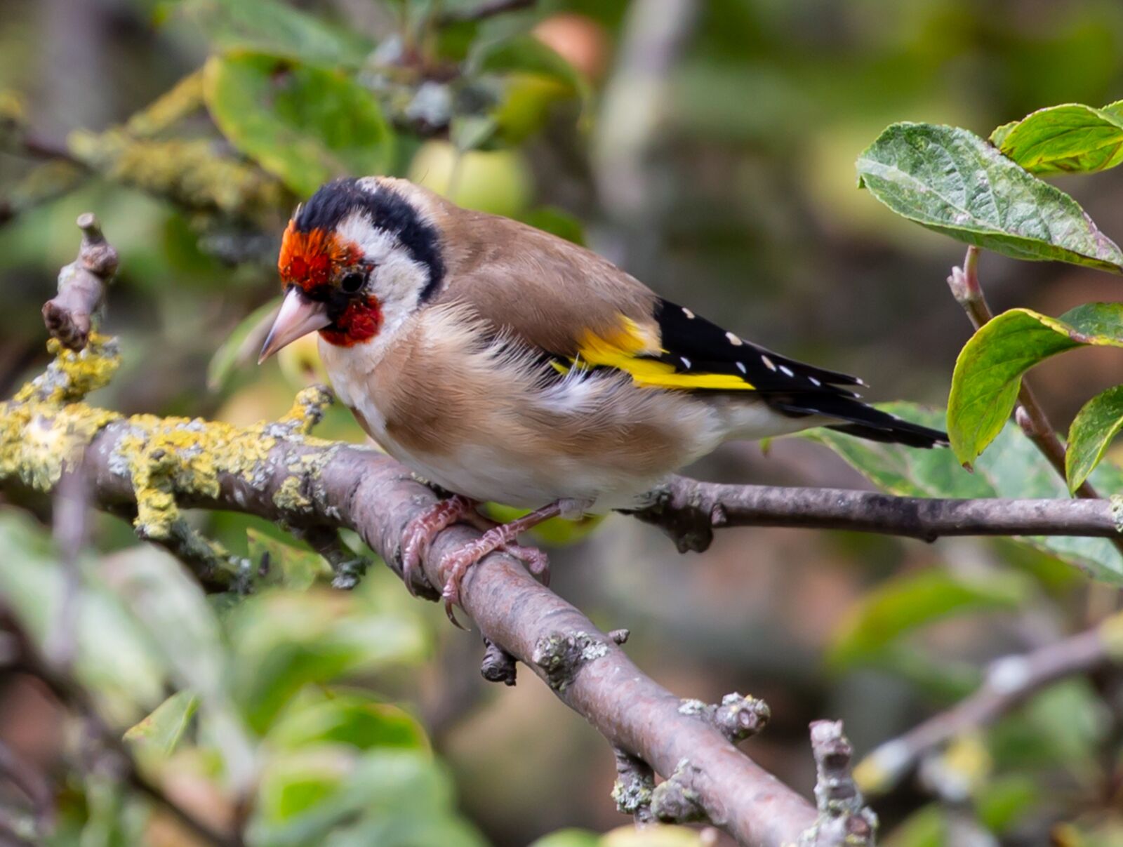 Canon EOS 5D Mark III sample photo. Goldfinch, bird, animal photography