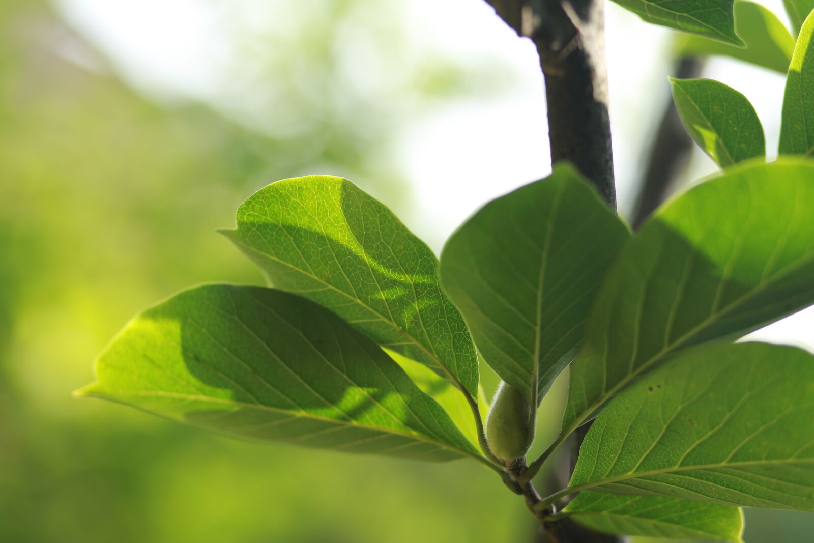 Canon EF 85mm F1.8 USM sample photo. Leaf, abstract, green photography
