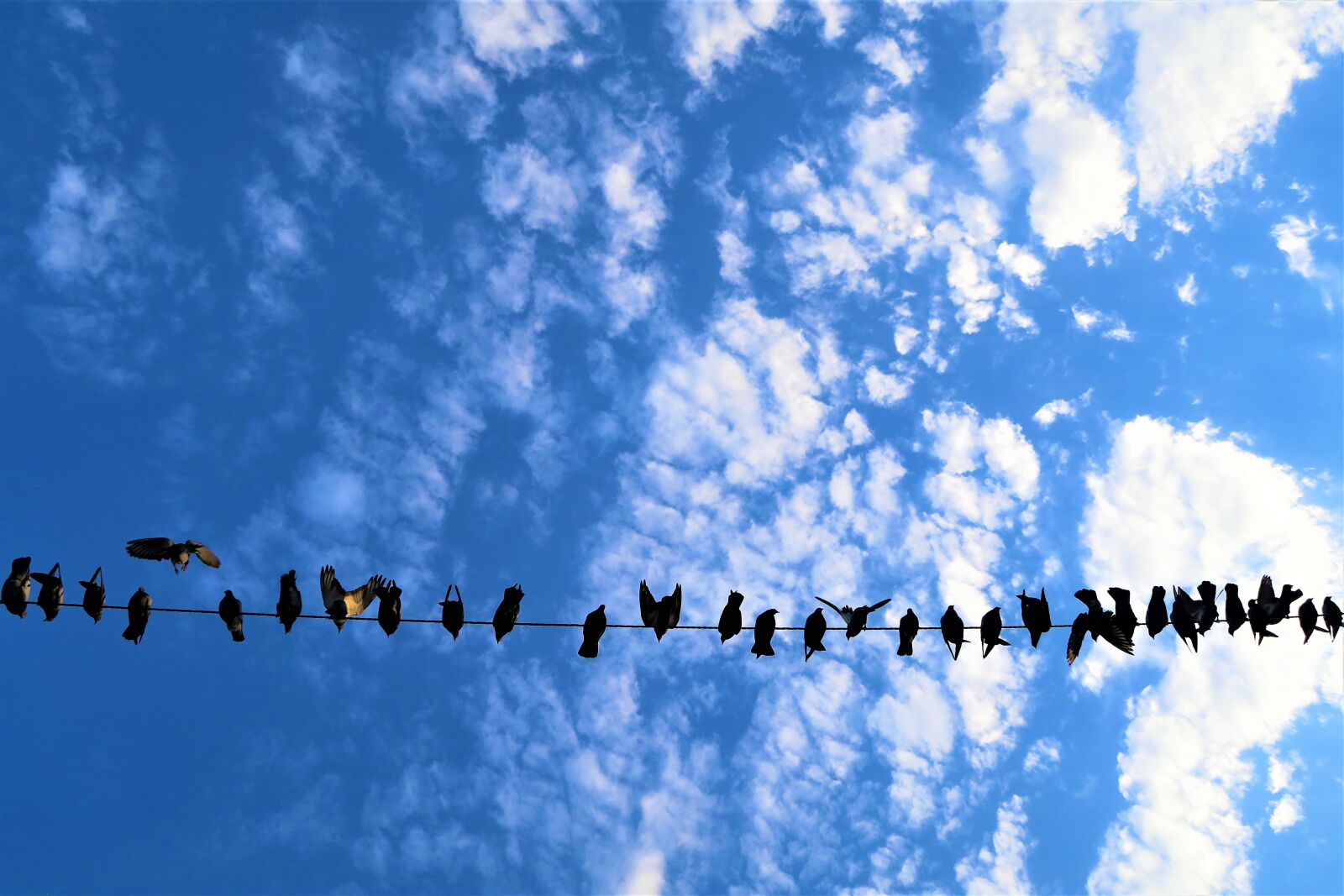 Canon PowerShot G7 X sample photo. Birds, sky, nature photography