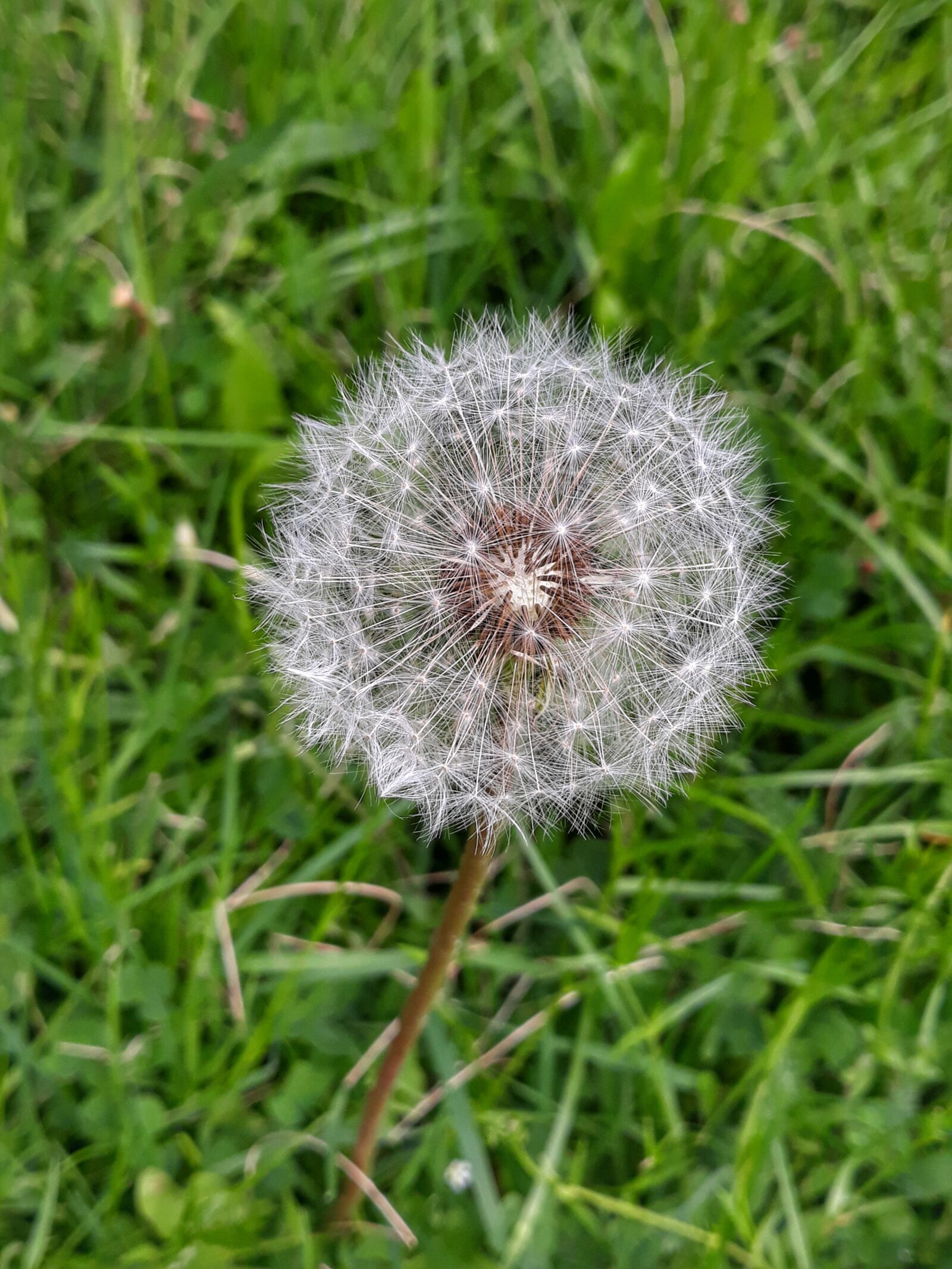 Samsung Galaxy J5 sample photo. Nature dandelion, kites photography